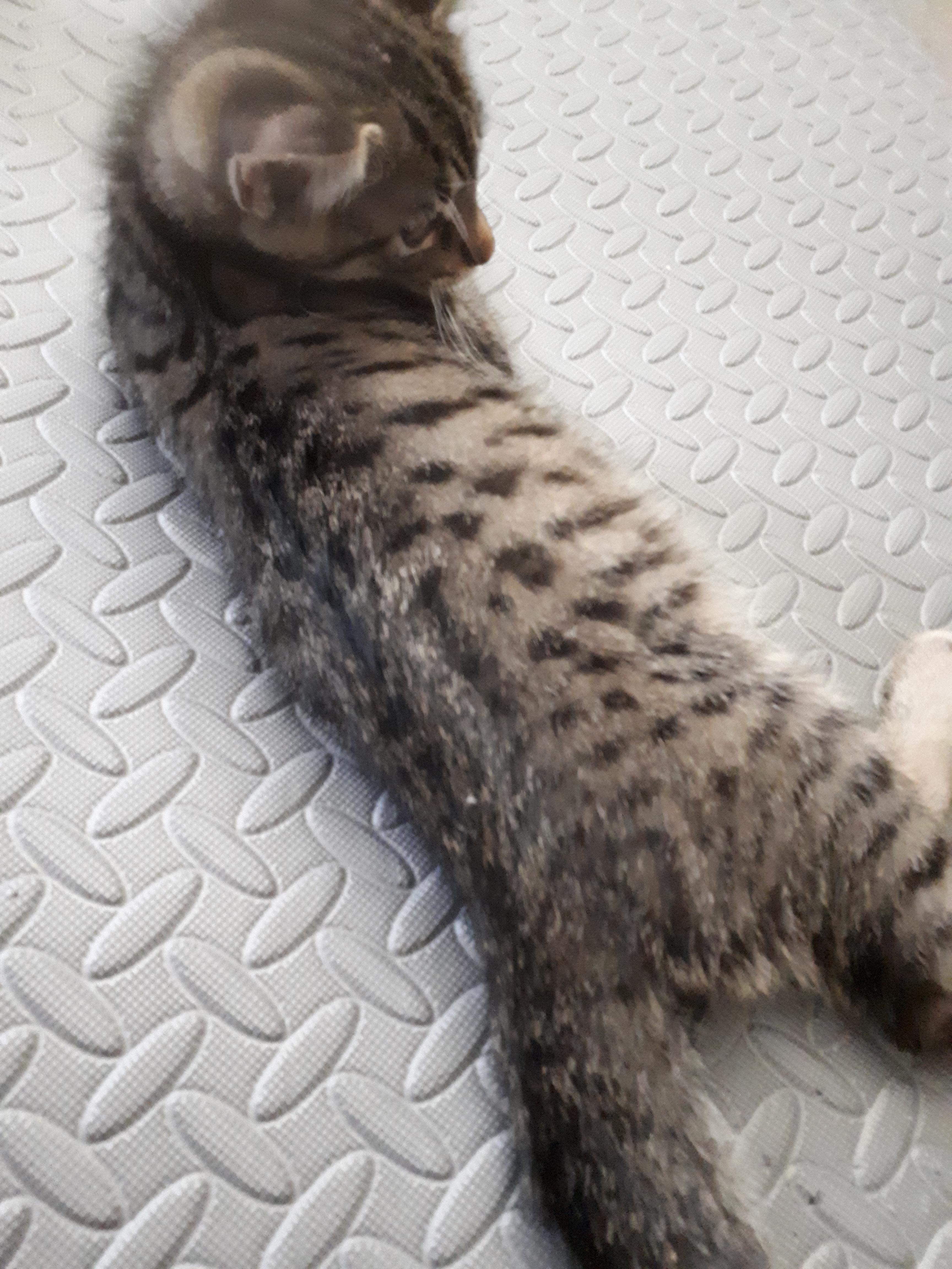 Dragonfly, an adoptable Bengal, Tabby in Winnipeg, MB, R2W 2B3 | Photo Image 1