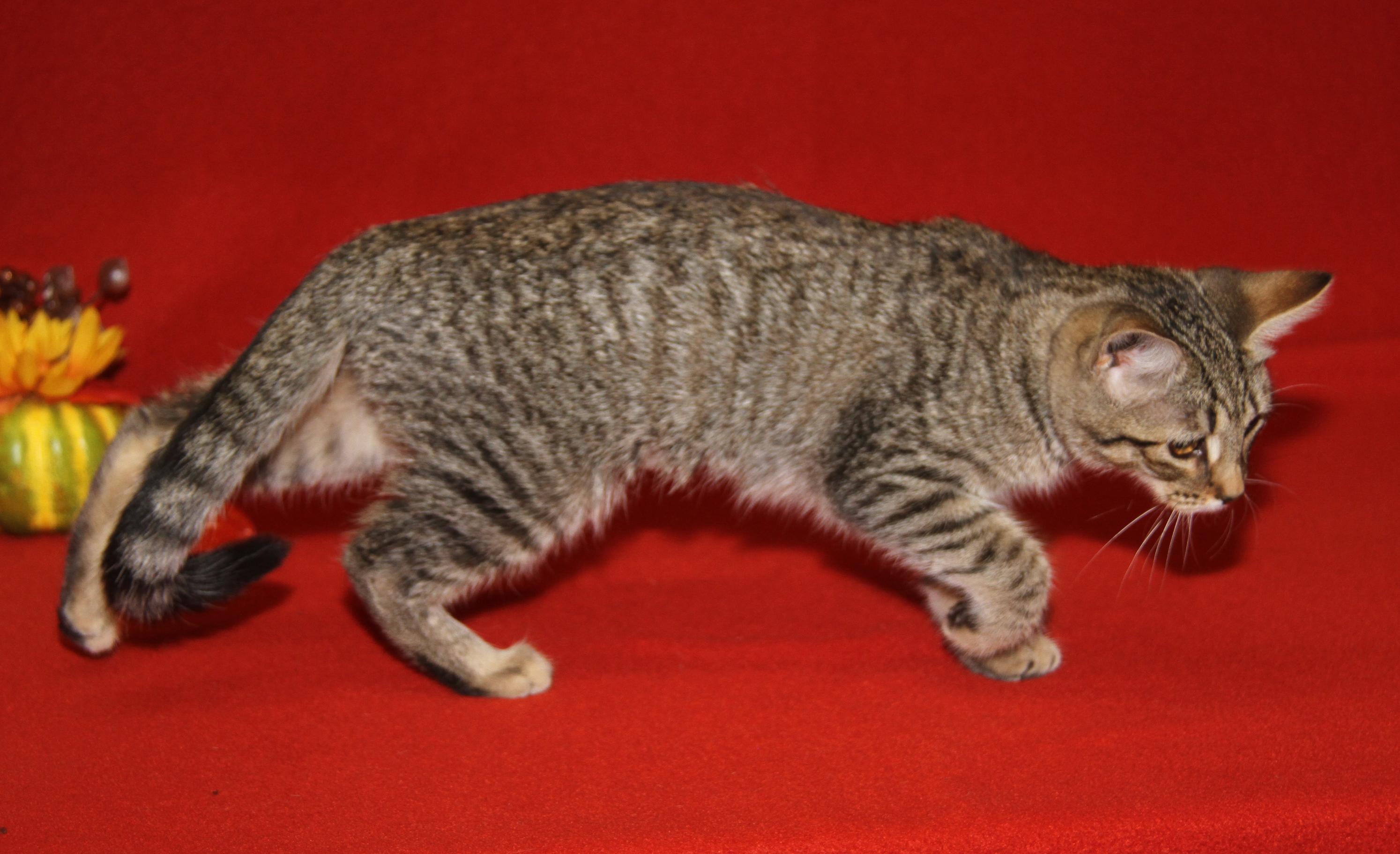 Amargasaurus (Spayed) (Photos 10/3/2025)