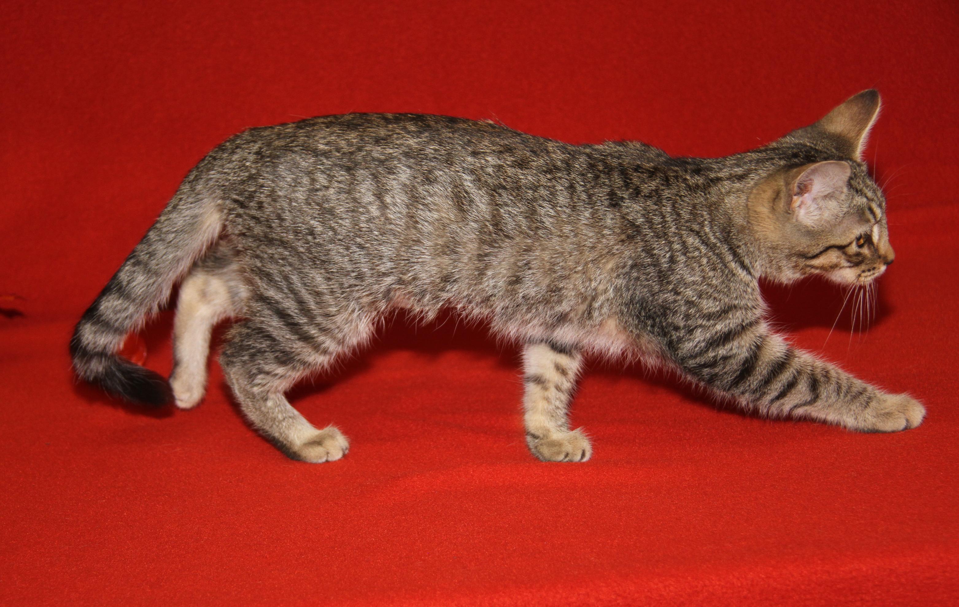 Amargasaurus (Spayed) (Photos 10/3/2025)