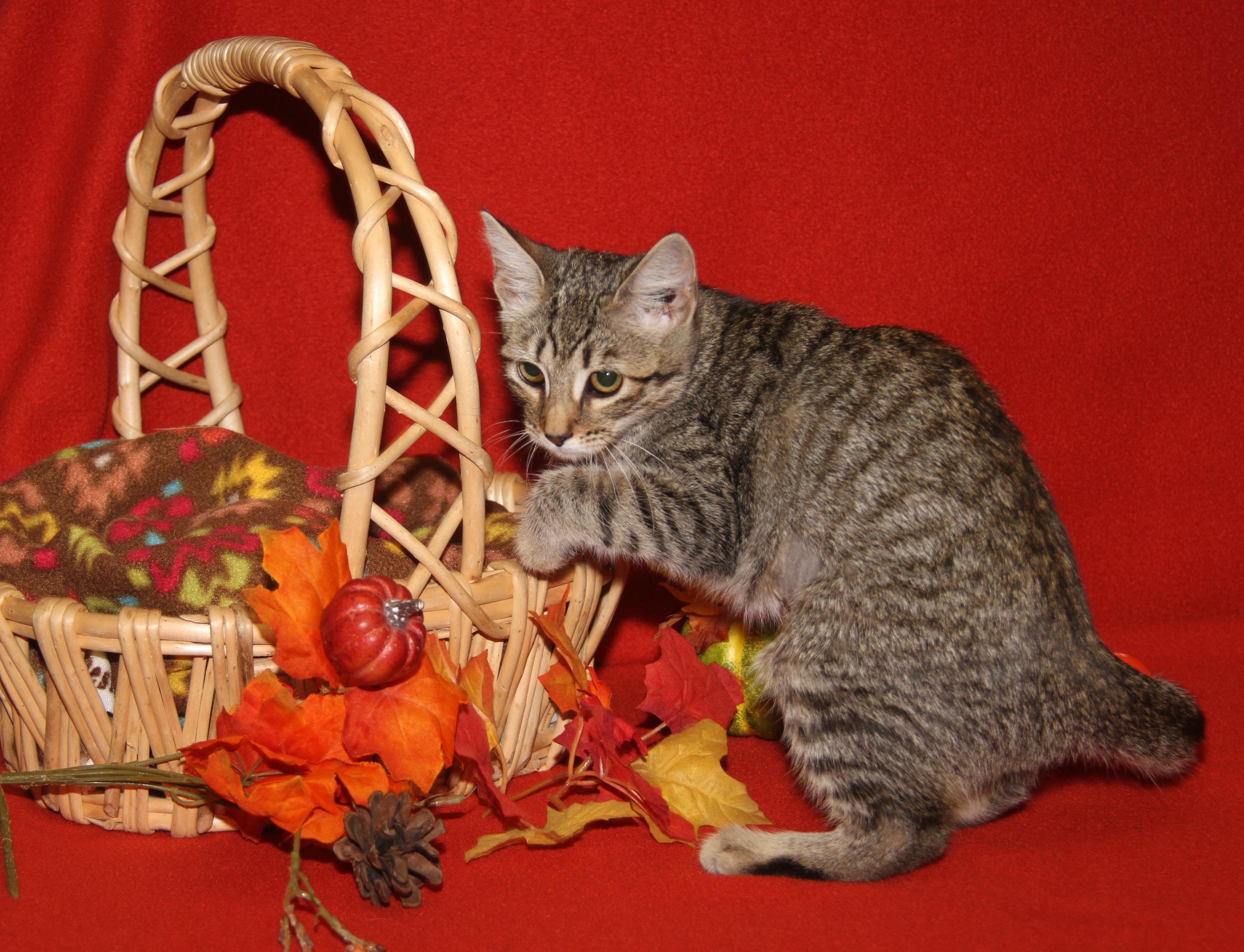 Amargasaurus (Spayed) (Photos 10/3/2025)