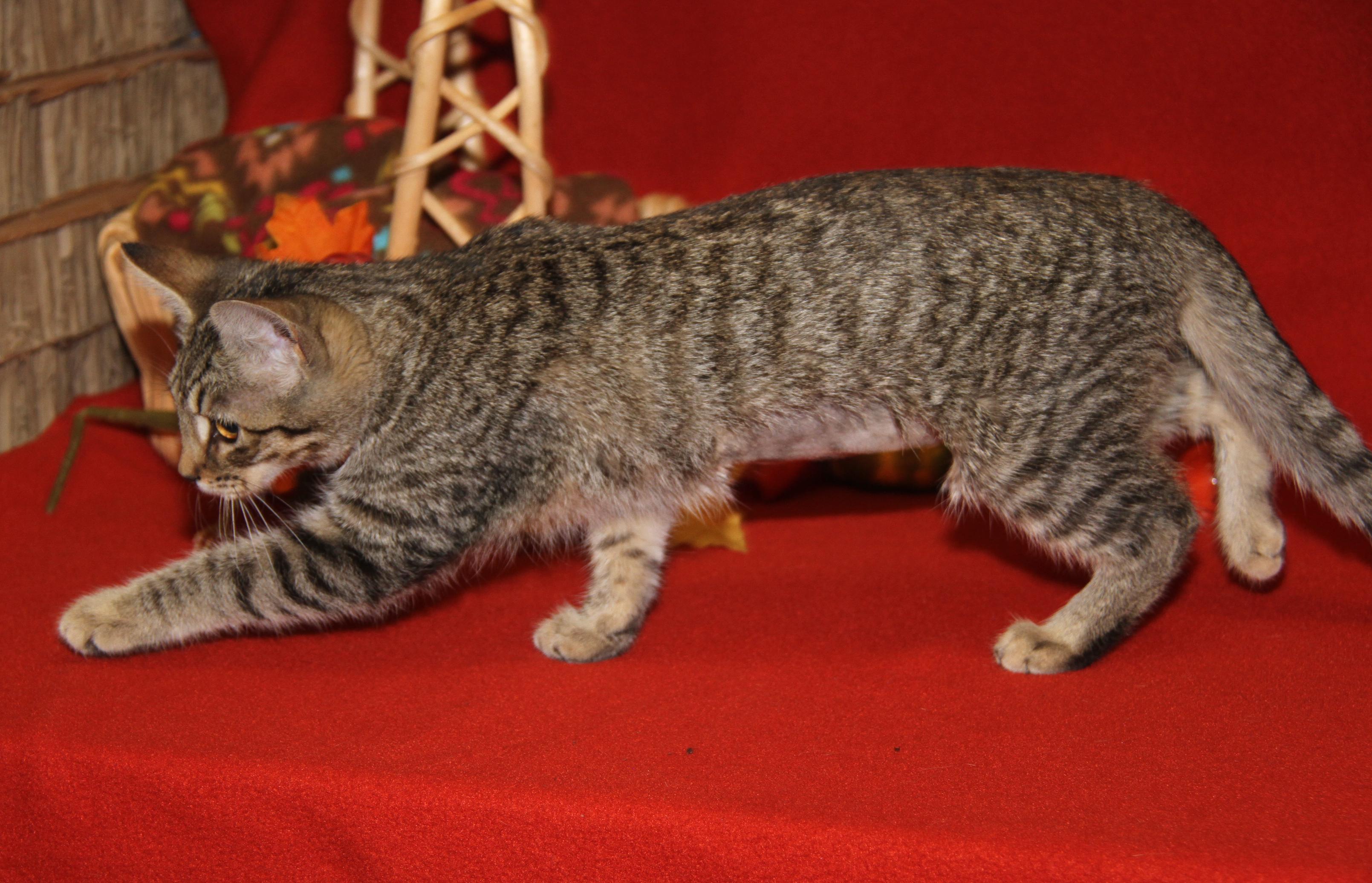 Amargasaurus (Spayed) (Photos 10/3/2025)