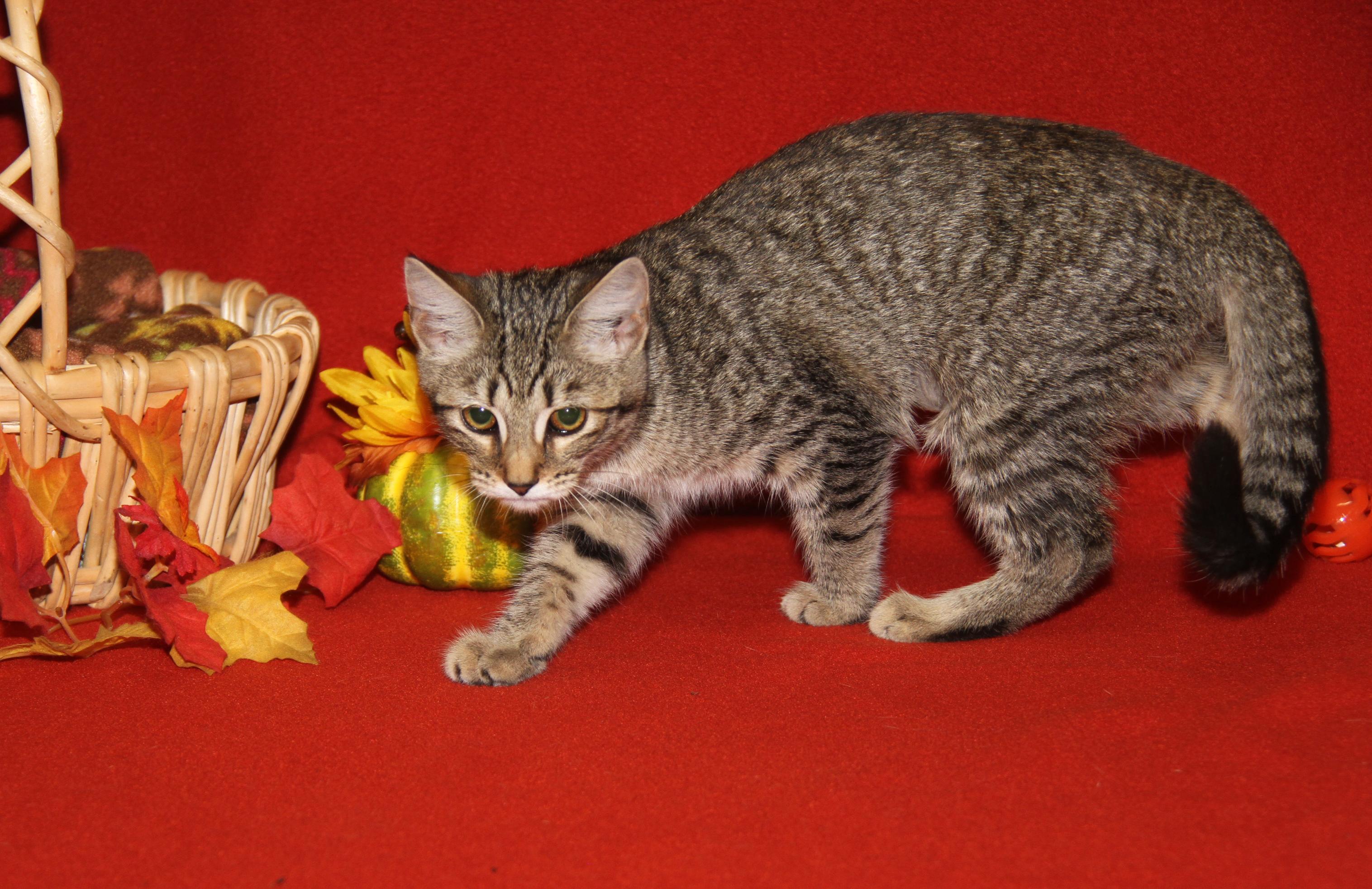 Amargasaurus (Spayed) (Photos 10/3/2025)