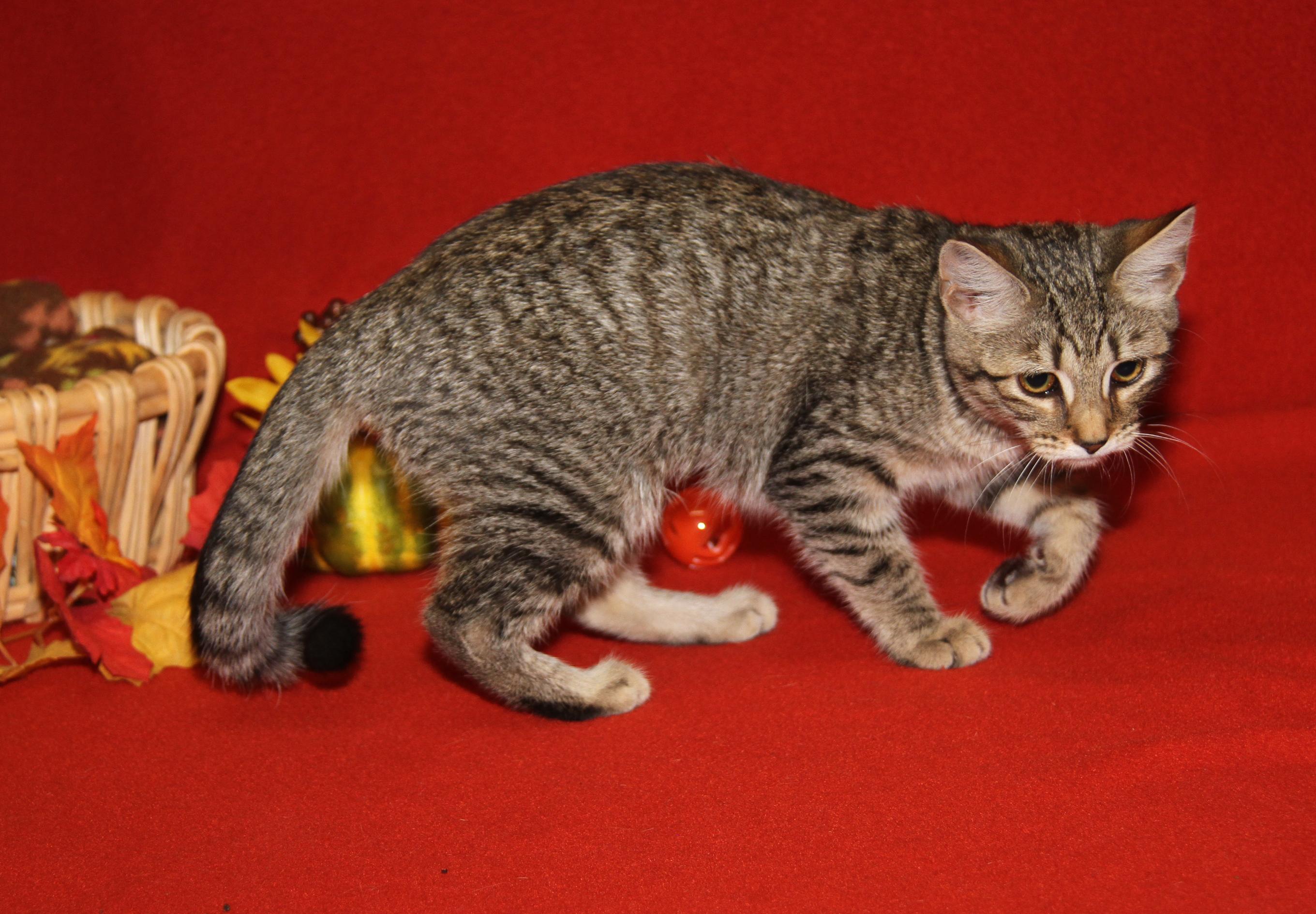 Amargasaurus (Spayed) (Photos 10/3/2025)