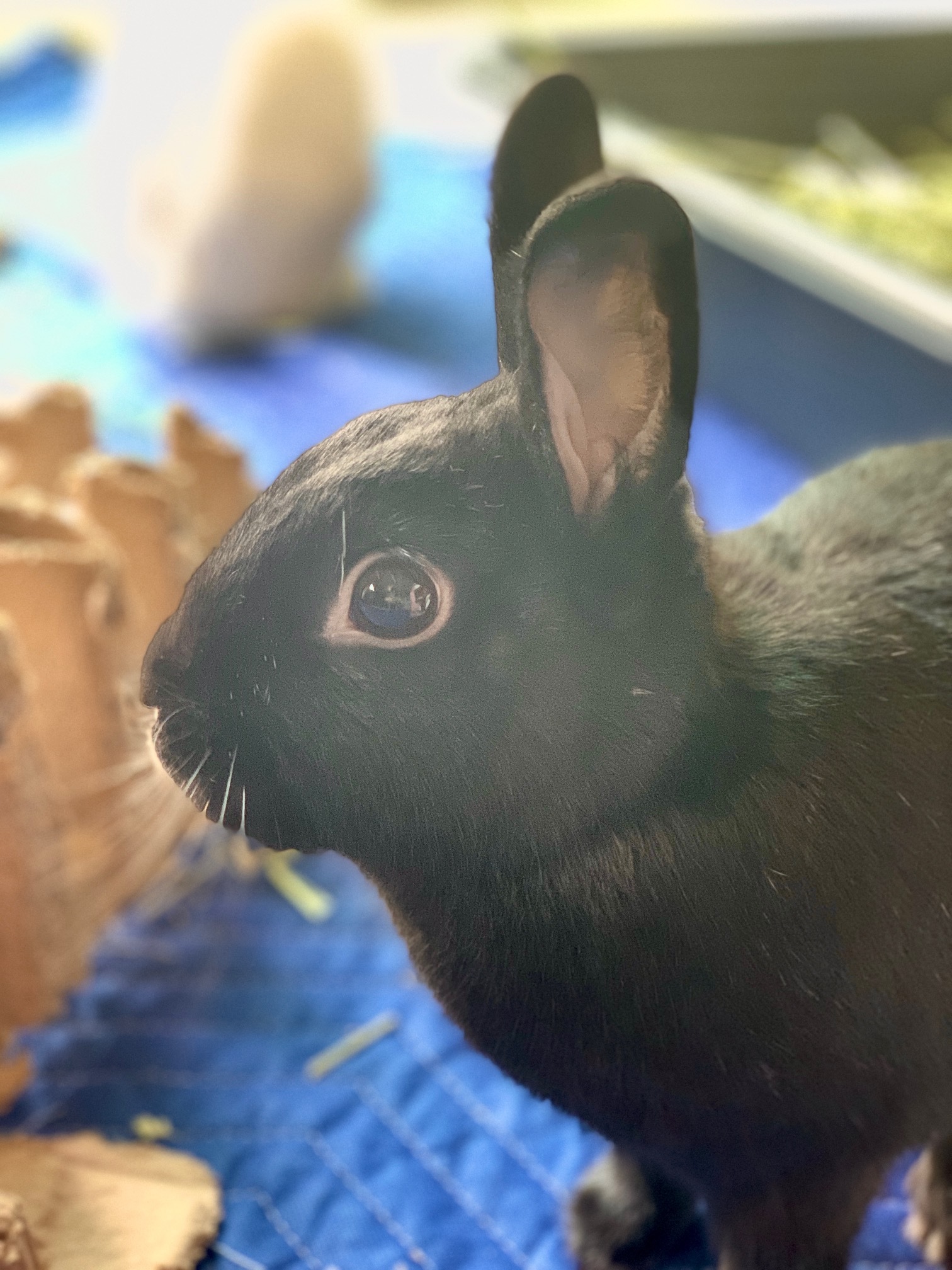 Matthew, a Adoptable mixed breed in Los Angeles, CA image 1/12