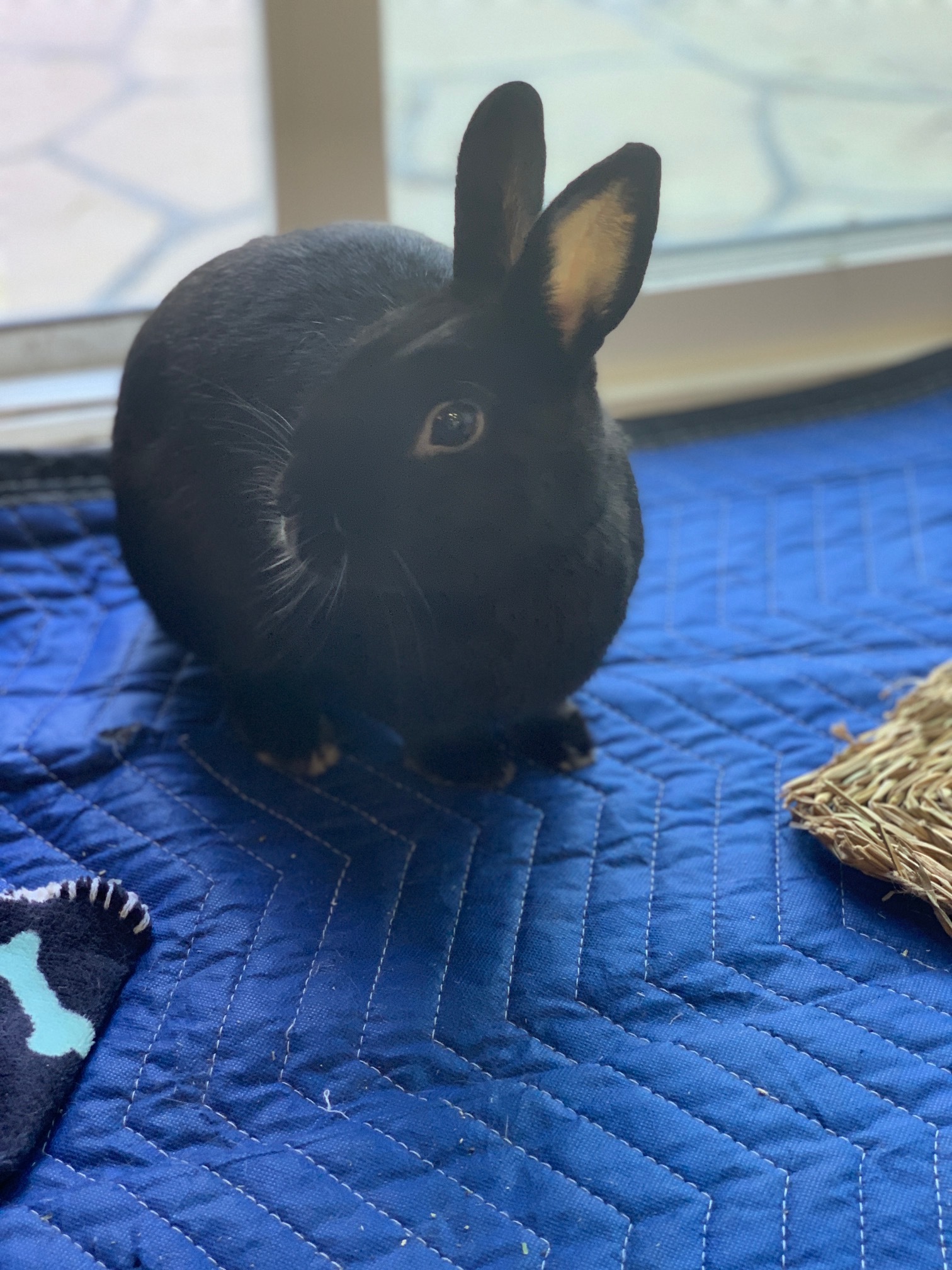 Matthew, a Adoptable mixed breed in Los Angeles, CA image 2/12