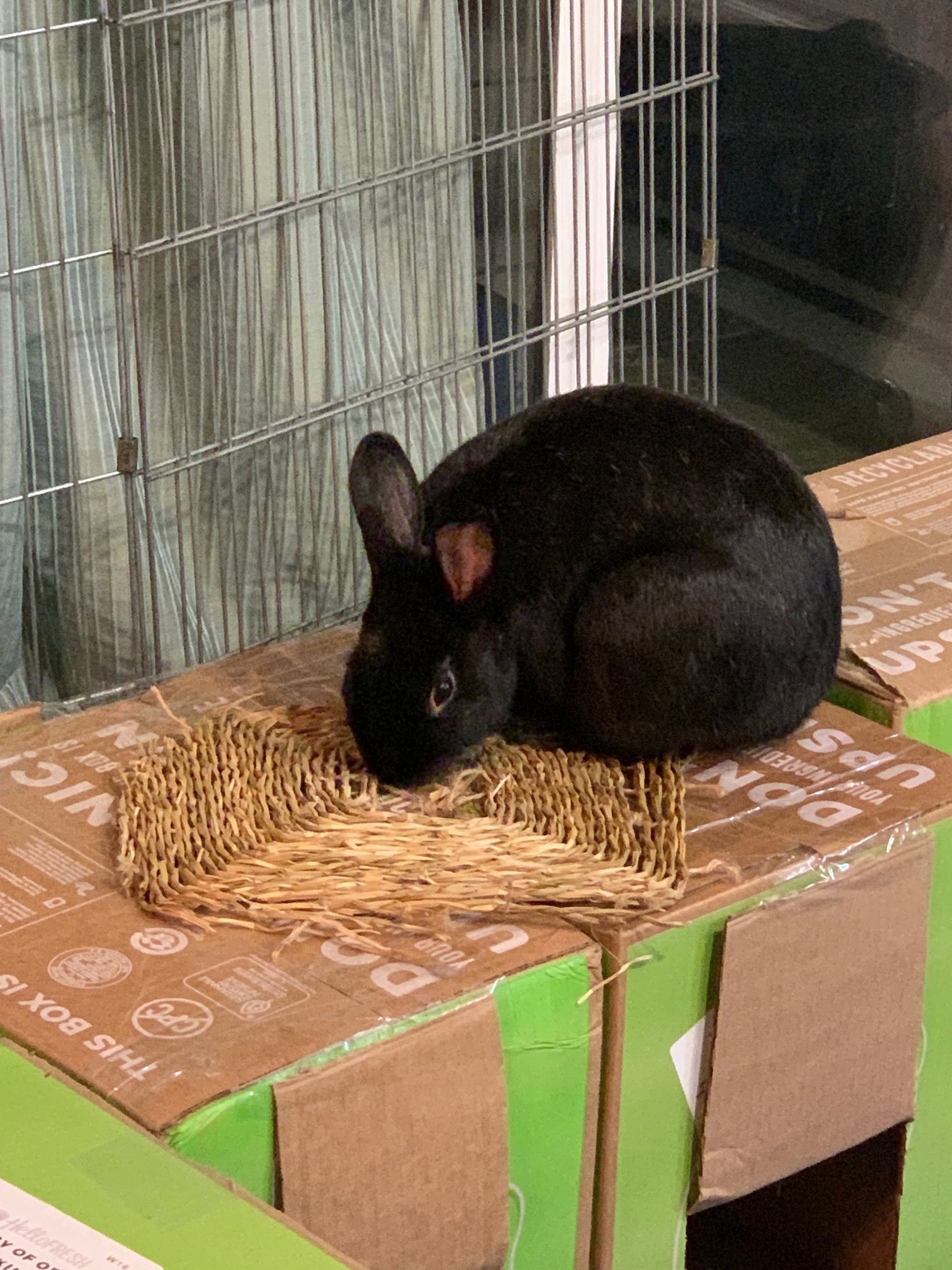 Matthew, a Adoptable mixed breed in Los Angeles, CA image 3/12