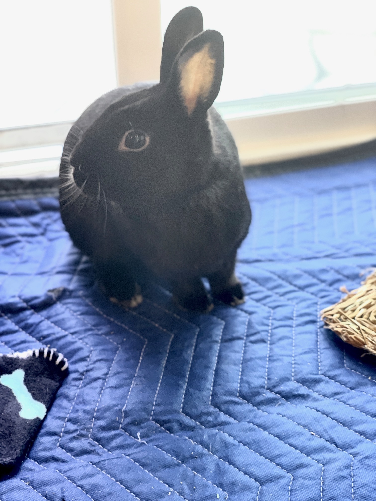 Matthew, a Adoptable mixed breed in Los Angeles, CA image 4/12