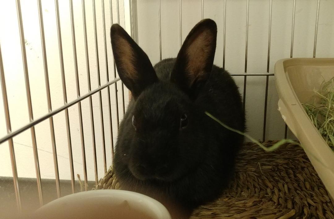 Matthew, a Adoptable mixed breed in Los Angeles, CA image 5/12