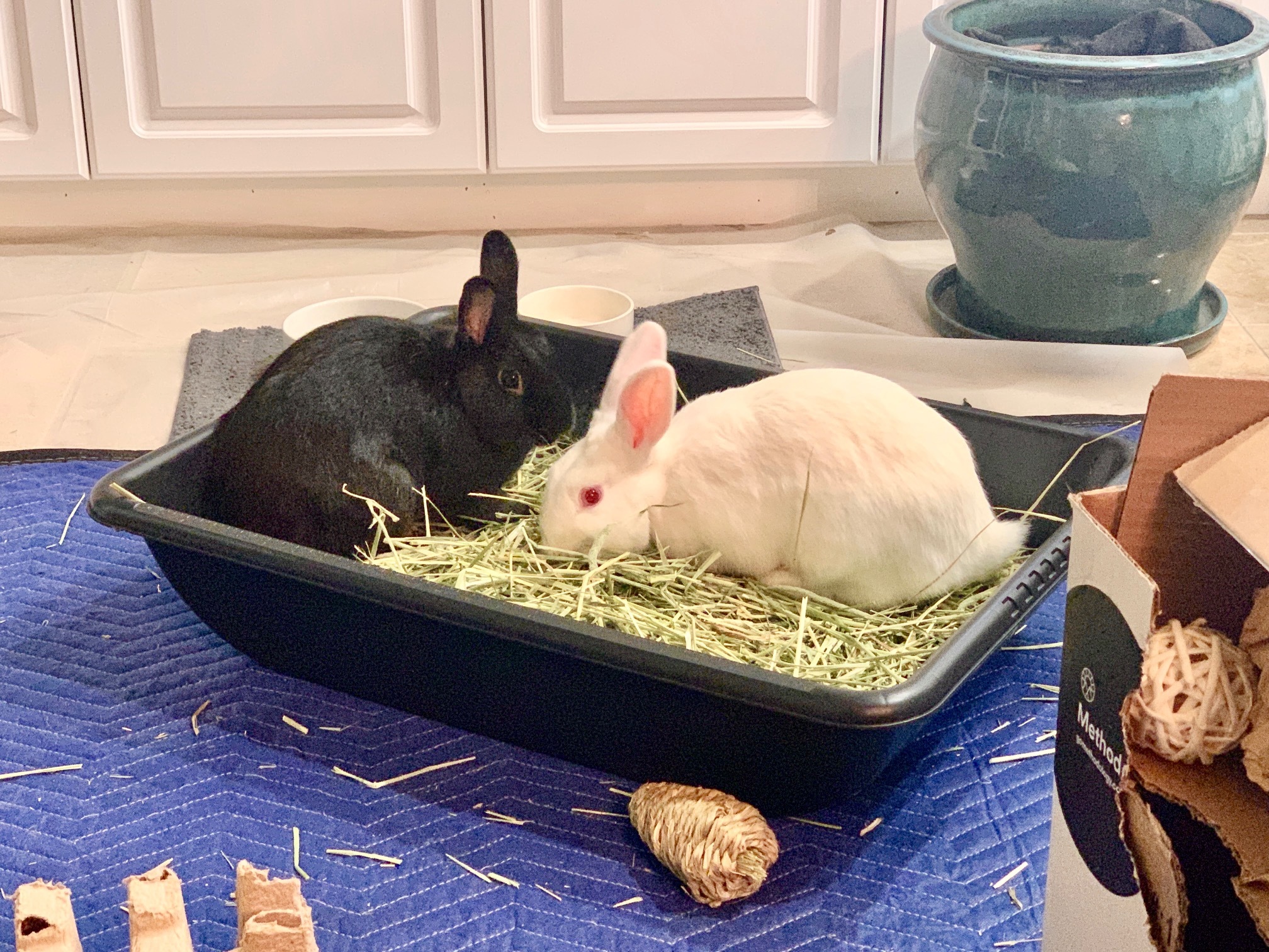 Matthew, a Adoptable mixed breed in Los Angeles, CA image 6/12