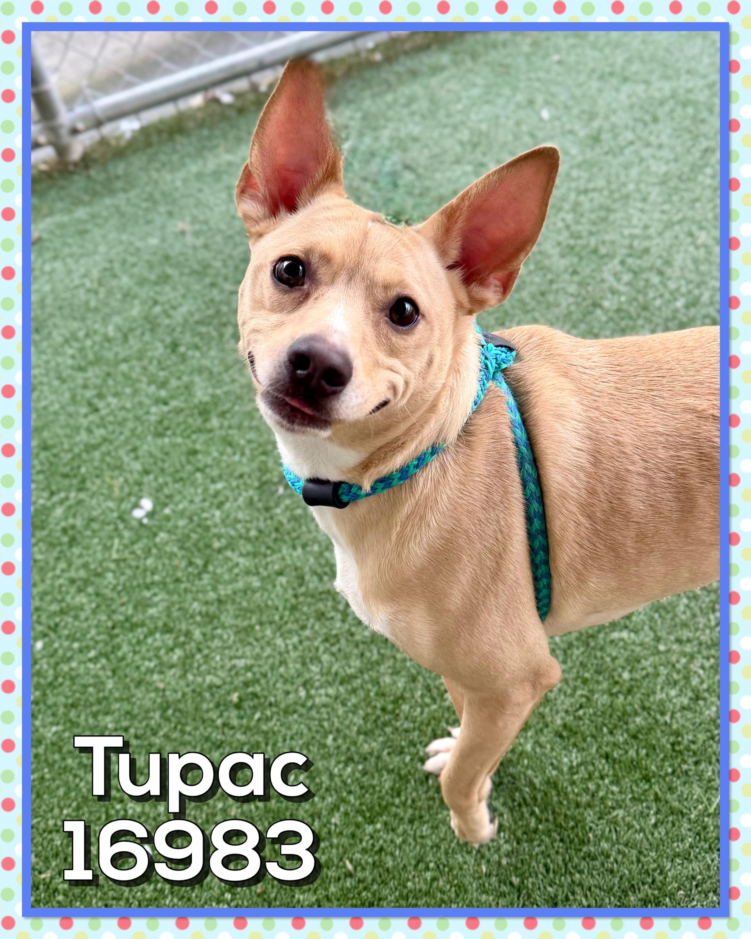 Enlarge TUPAC, a ADOPTABLE mixed breed in Marietta, GA image 5/6