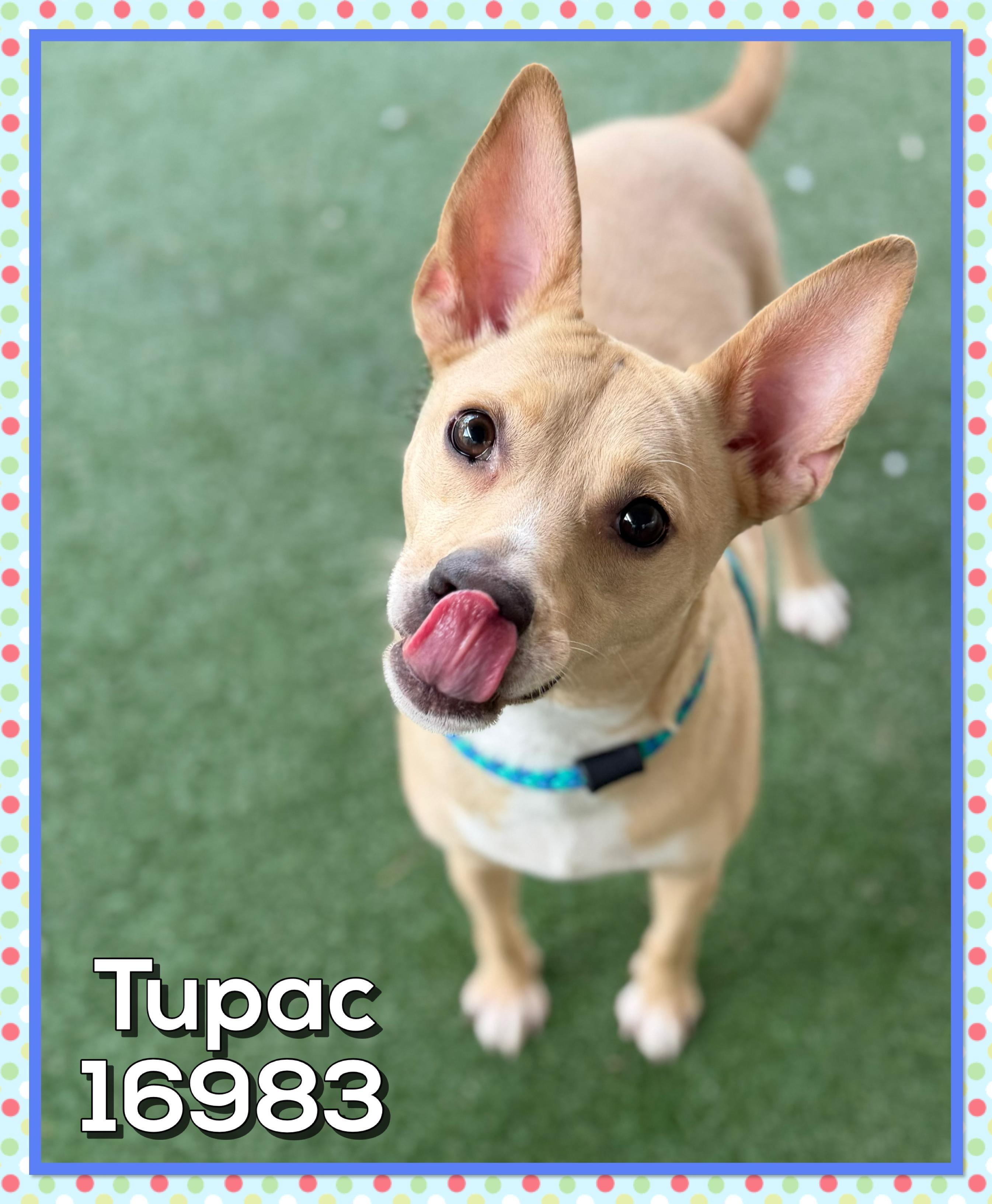 Enlarge TUPAC, a ADOPTABLE mixed breed in Marietta, GA image 1/6