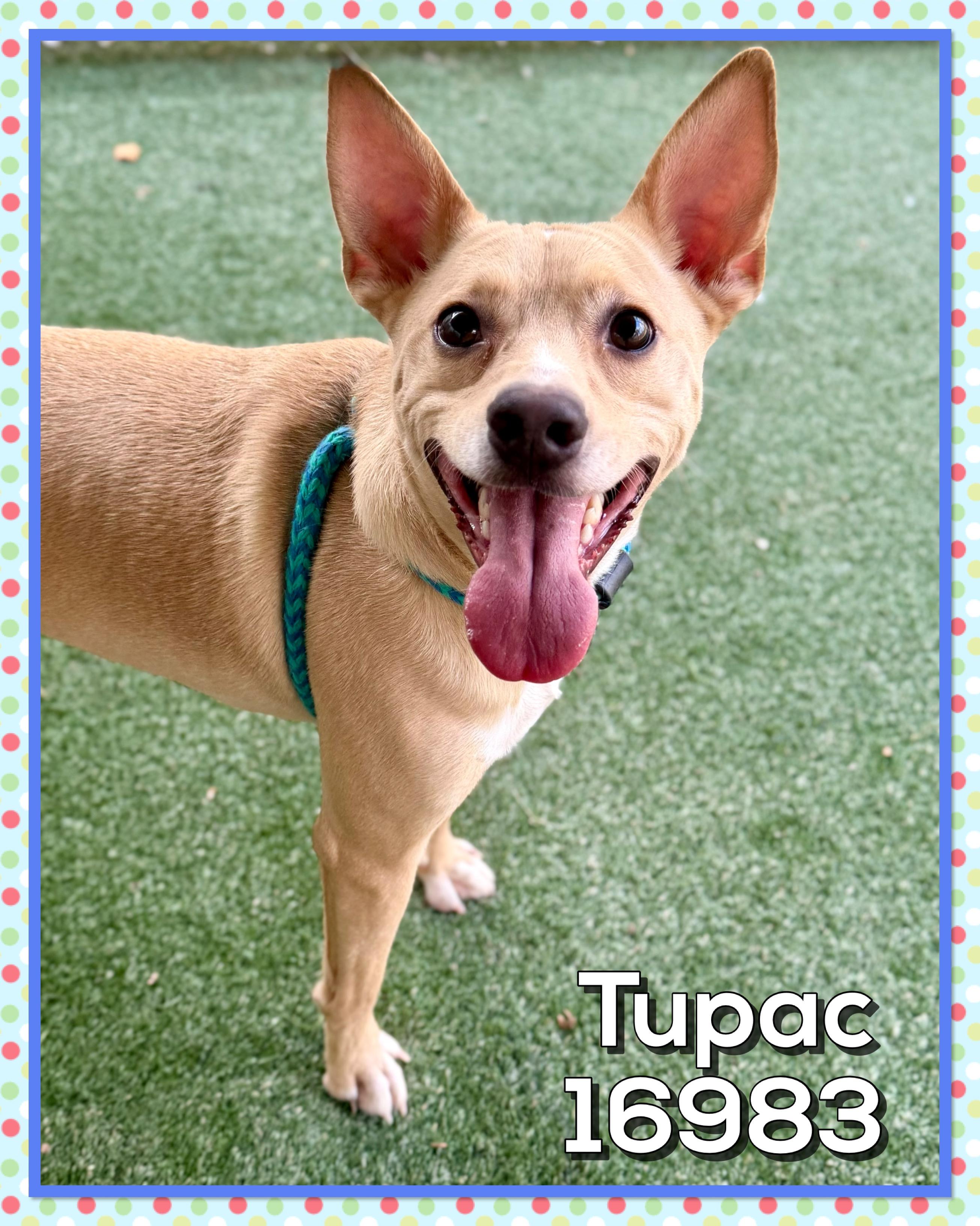 Enlarge TUPAC, a ADOPTABLE mixed breed in Marietta, GA image 4/6