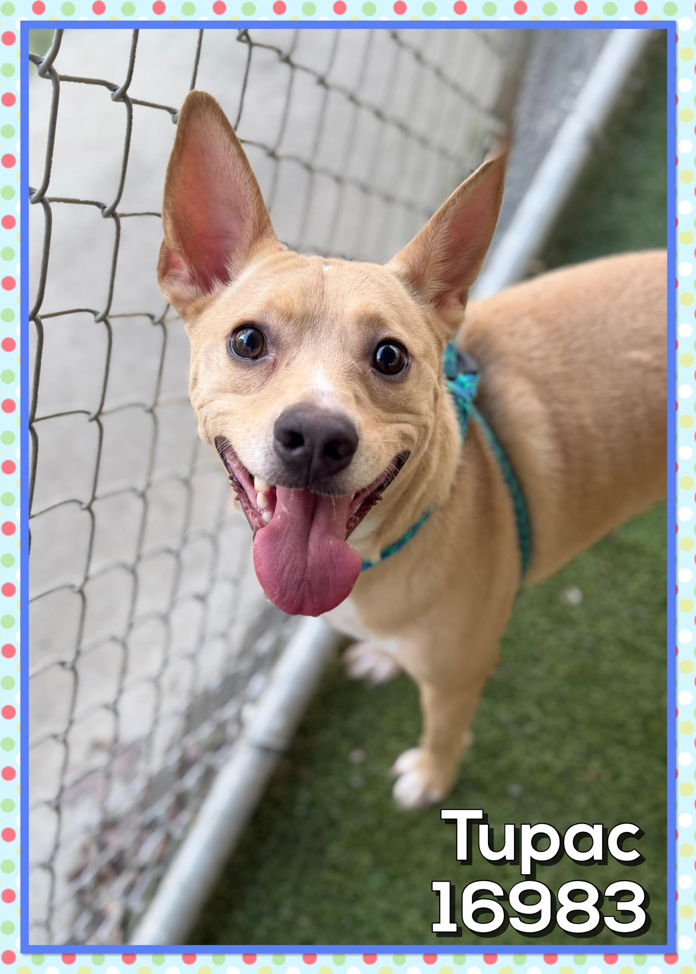 Enlarge TUPAC, a ADOPTABLE mixed breed in Marietta, GA image 3/6