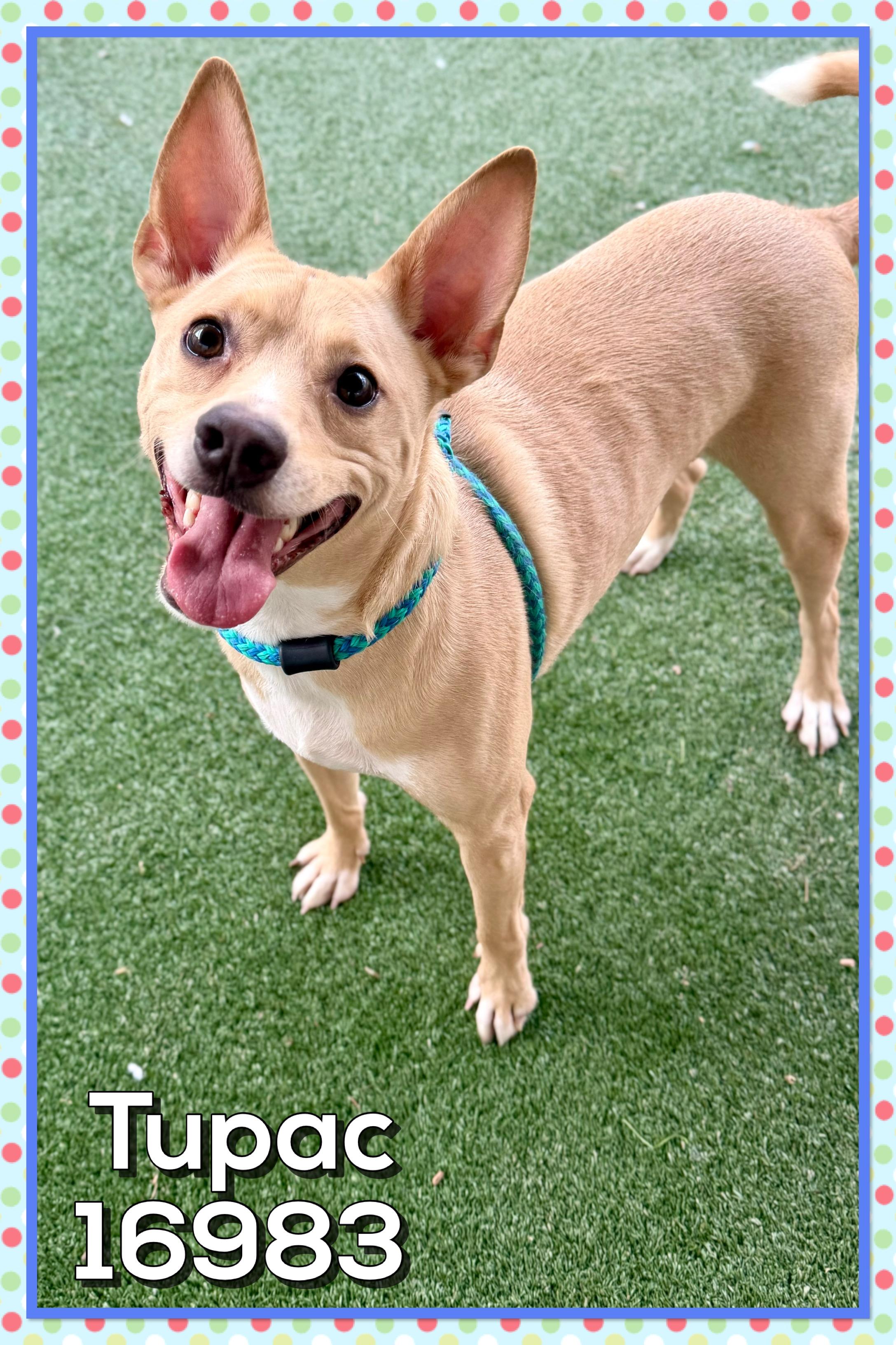 Enlarge TUPAC, a ADOPTABLE mixed breed in Marietta, GA image 2/6