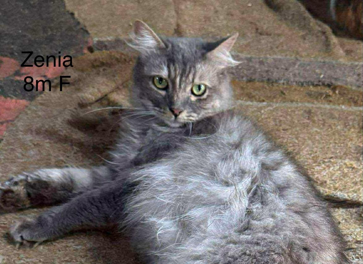 Enlarge Zenia, a Adoptable mixed breed in Brampton, ON image 1/2