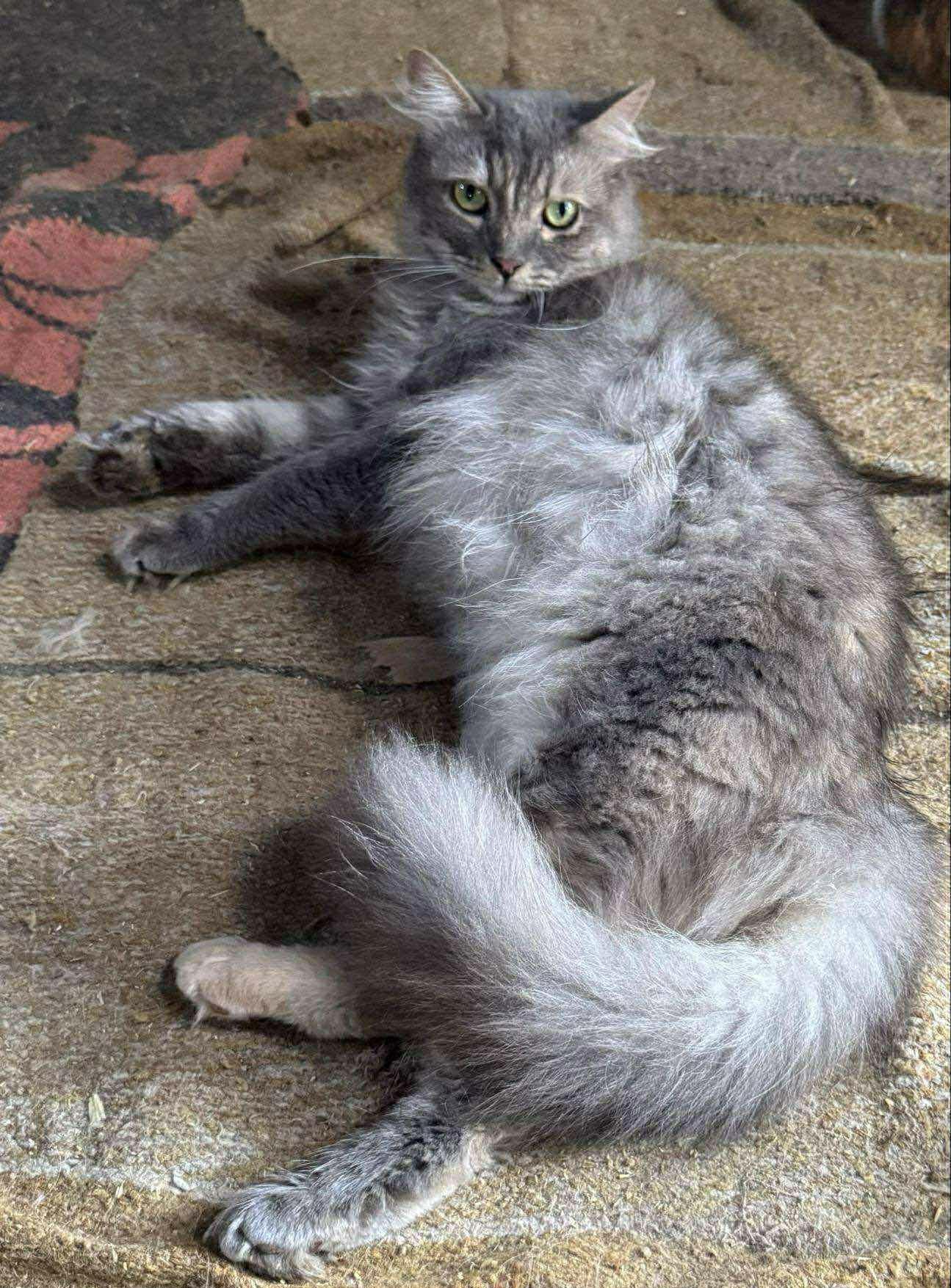 Enlarge Zenia, a Adoptable mixed breed in Brampton, ON image 2/2