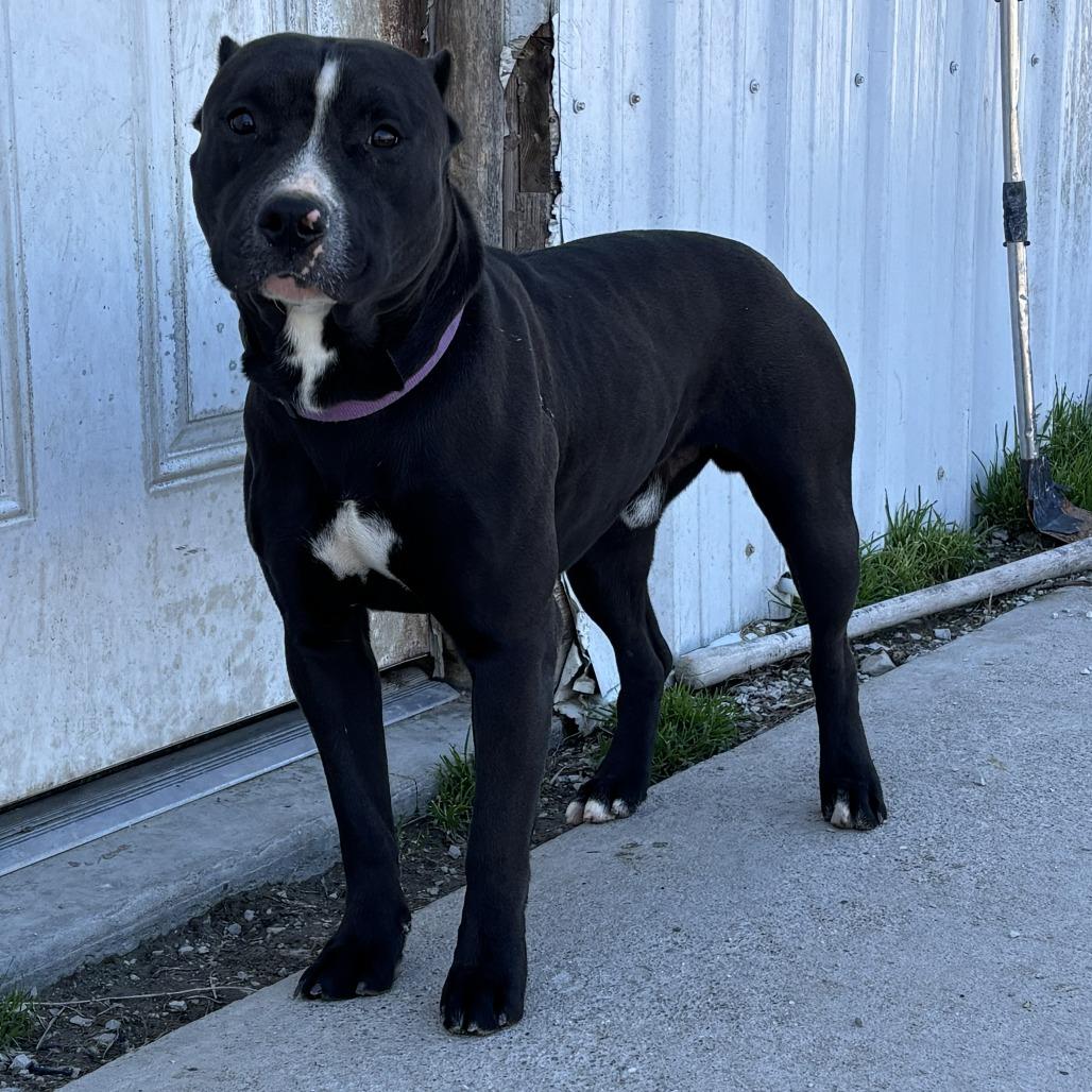 Enlarge Biscuit, a Adoptable Pit Bull Terrier in Falmouth, KY image 1/1
