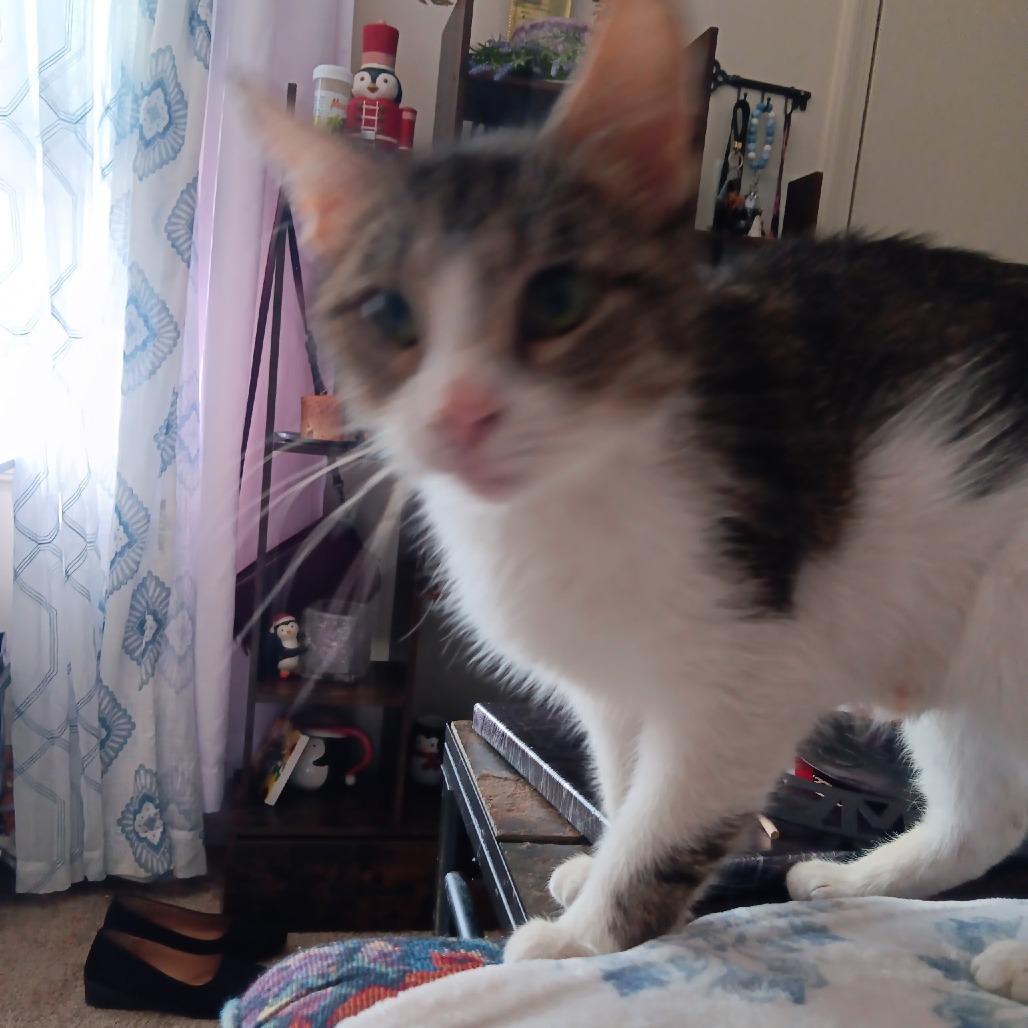 Lilly, Adoptable, Adult Female Domestic Short Hair.