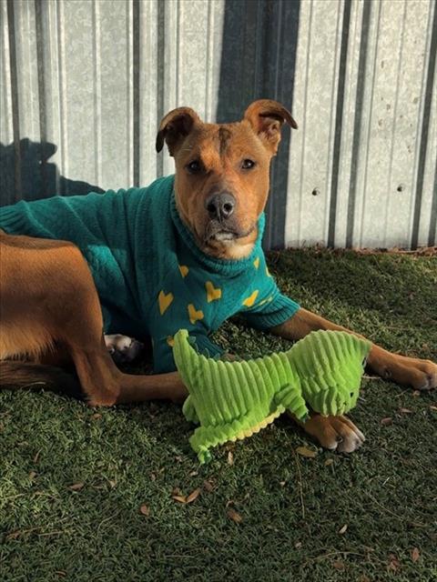Enlarge COMET, a Adoptable mixed breed in Lancaster, CA image 1/1