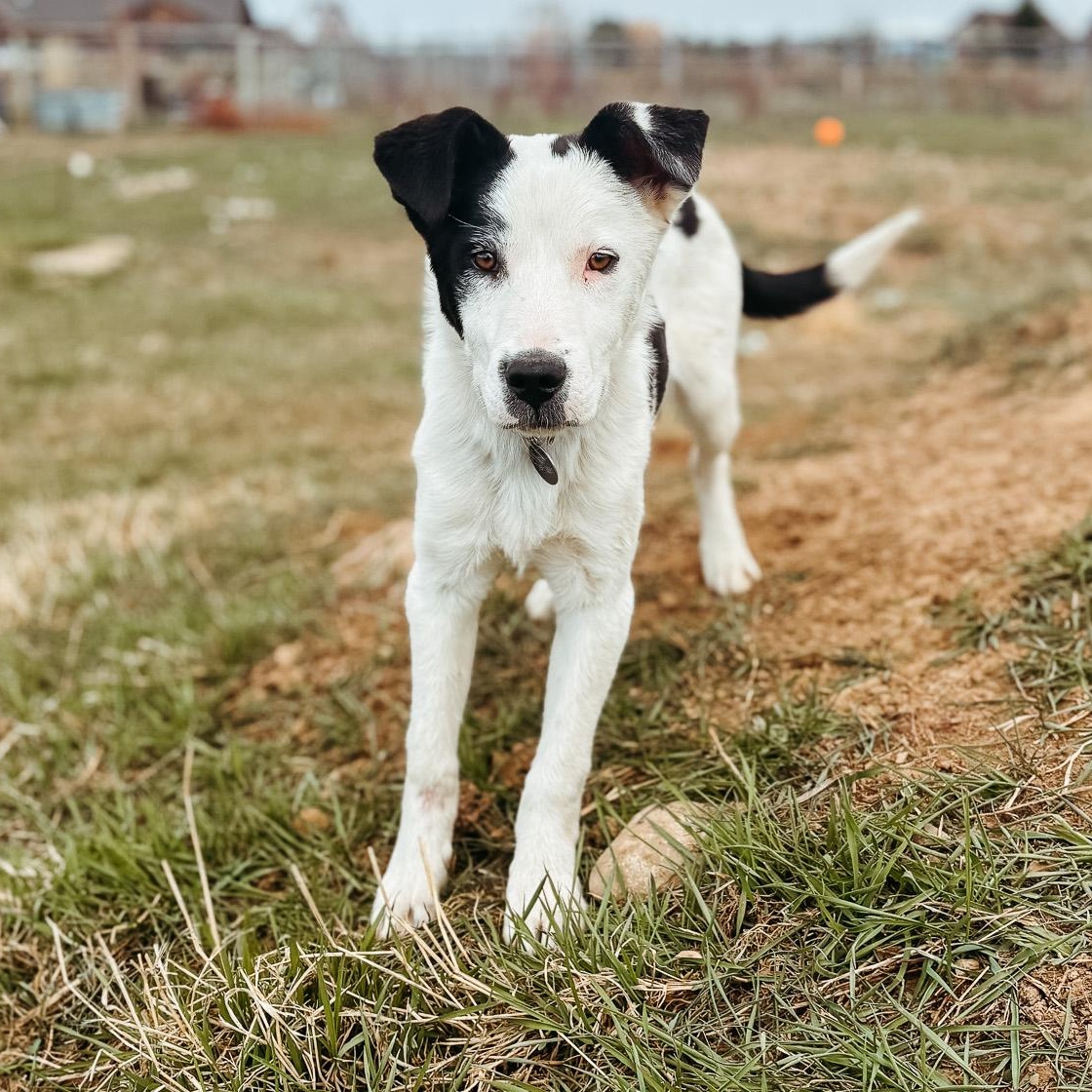 Enlarge Moo, a Adoptable mixed breed in Jackson, WY image 1/1