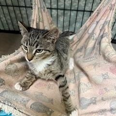 Enlarge Mack, a ADOPTABLE Tabby in Jackson, CA image 1/1