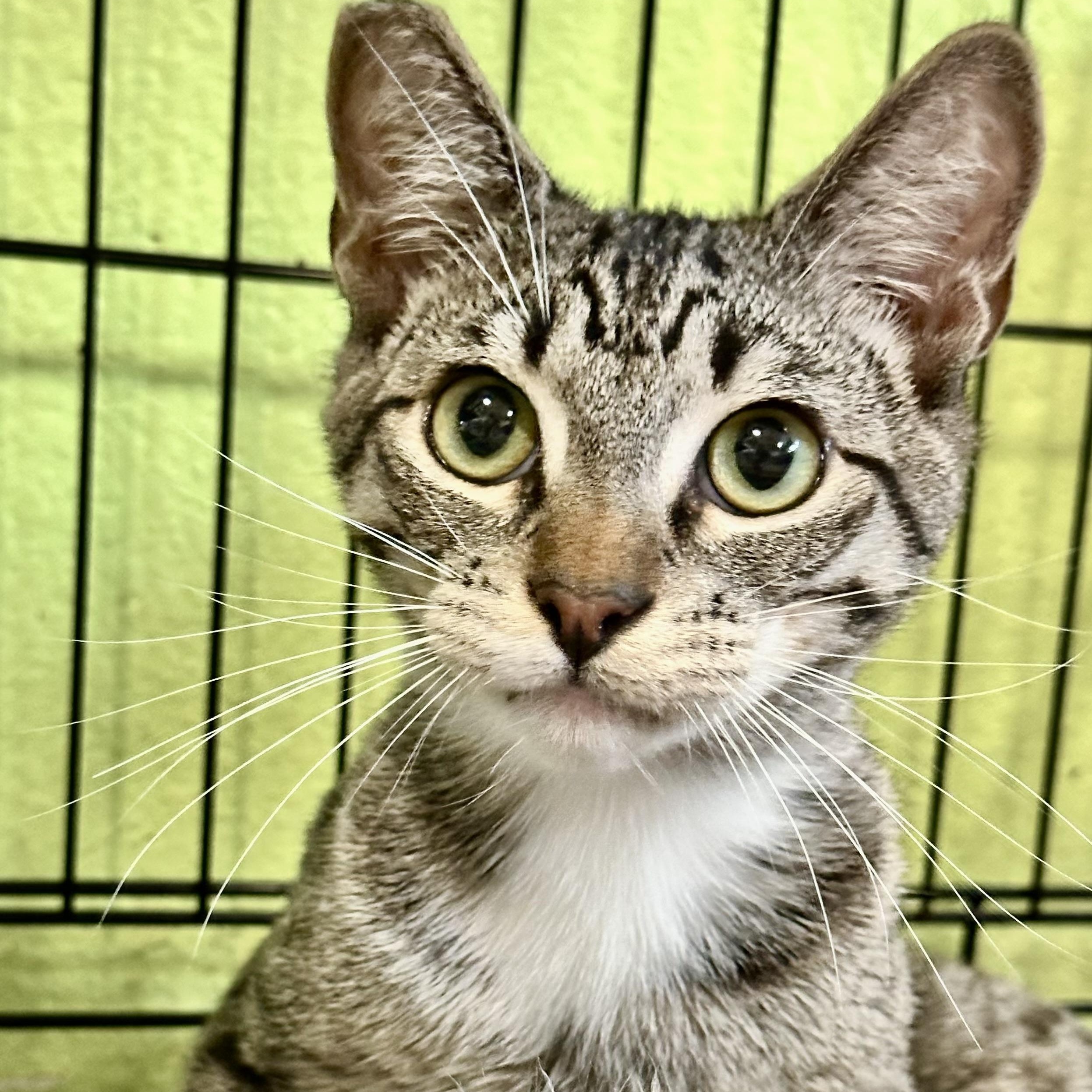 Enlarge Mack, an adoptable Tabby in Jackson, CA image 1/3
