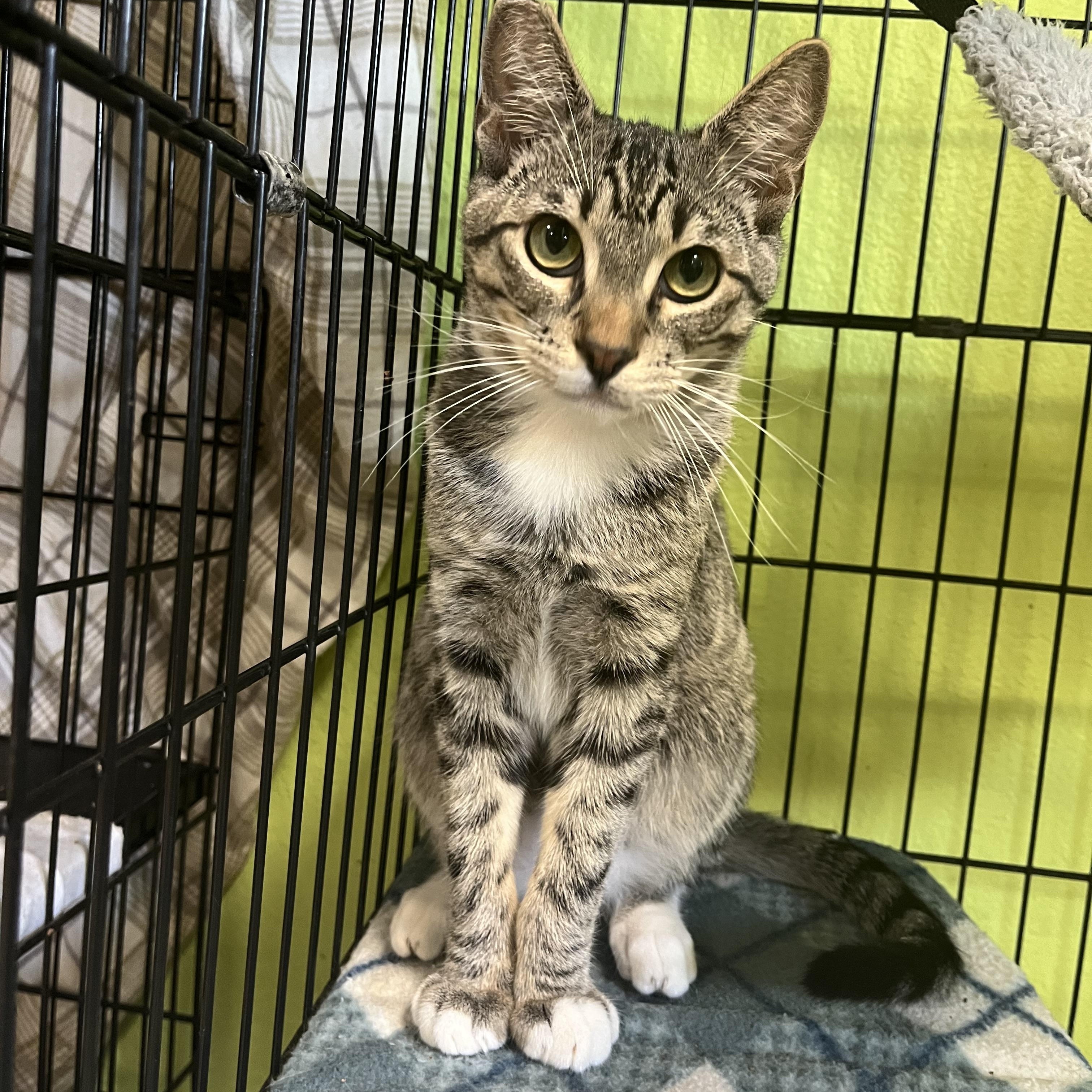Enlarge Mack, an adoptable Tabby in Jackson, CA image 2/3