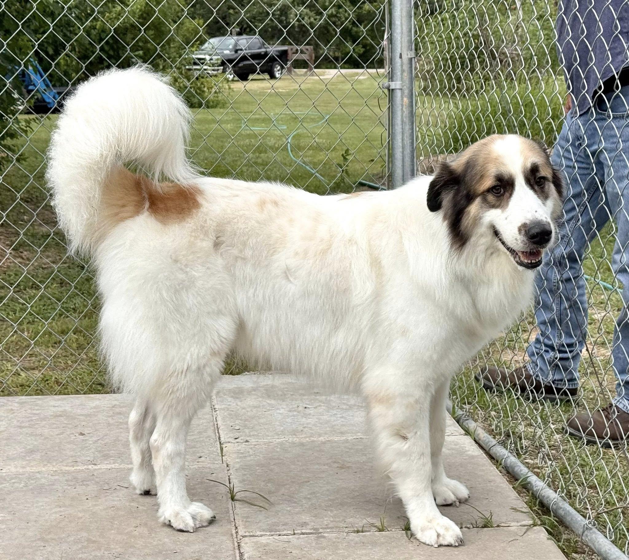 Enlarge BANDIT- SWEENY, TX, an adoptable mixed breed in Alvin, TX image 3/6