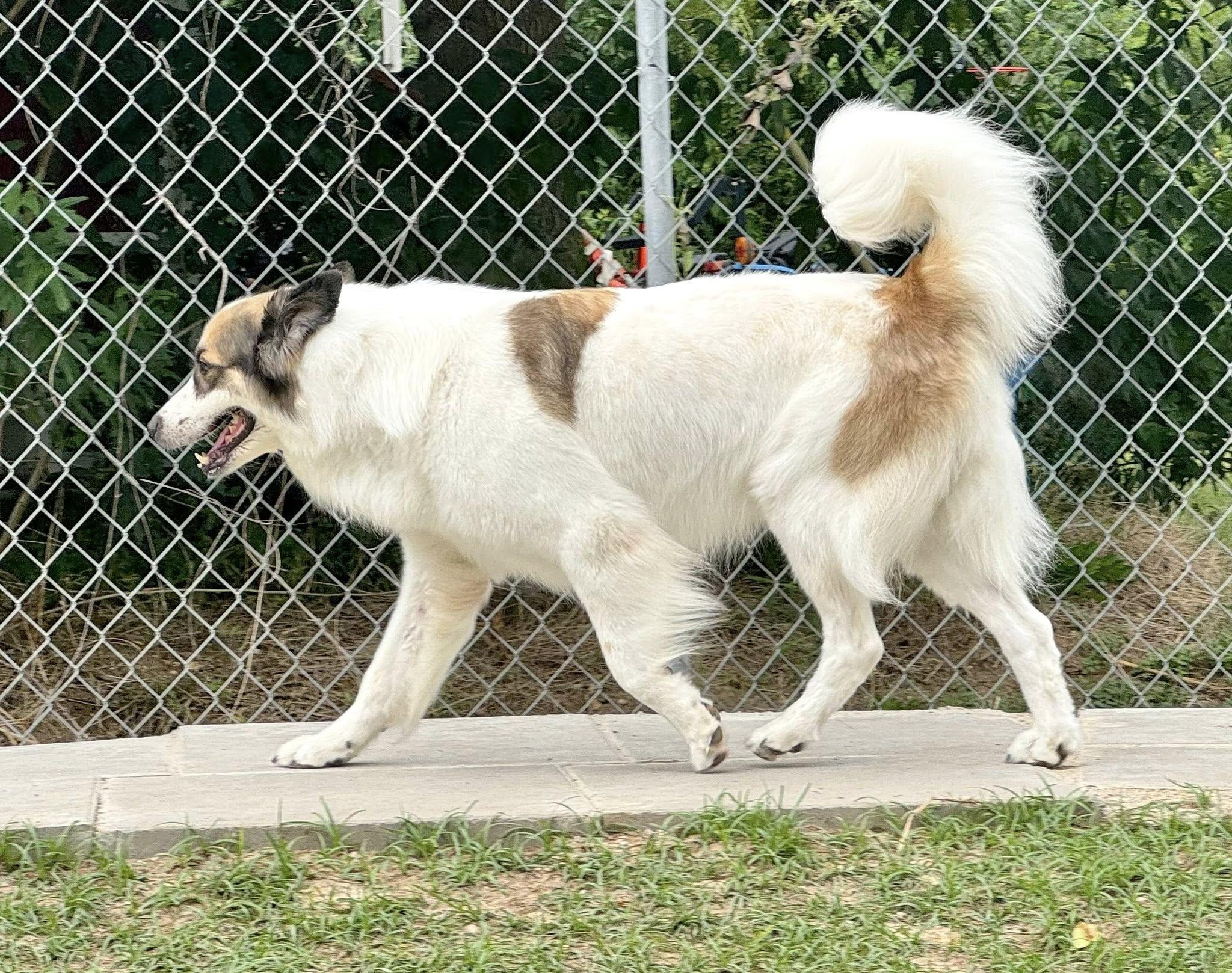 Enlarge BANDIT- SWEENY, TX, an adoptable mixed breed in Alvin, TX image 6/6
