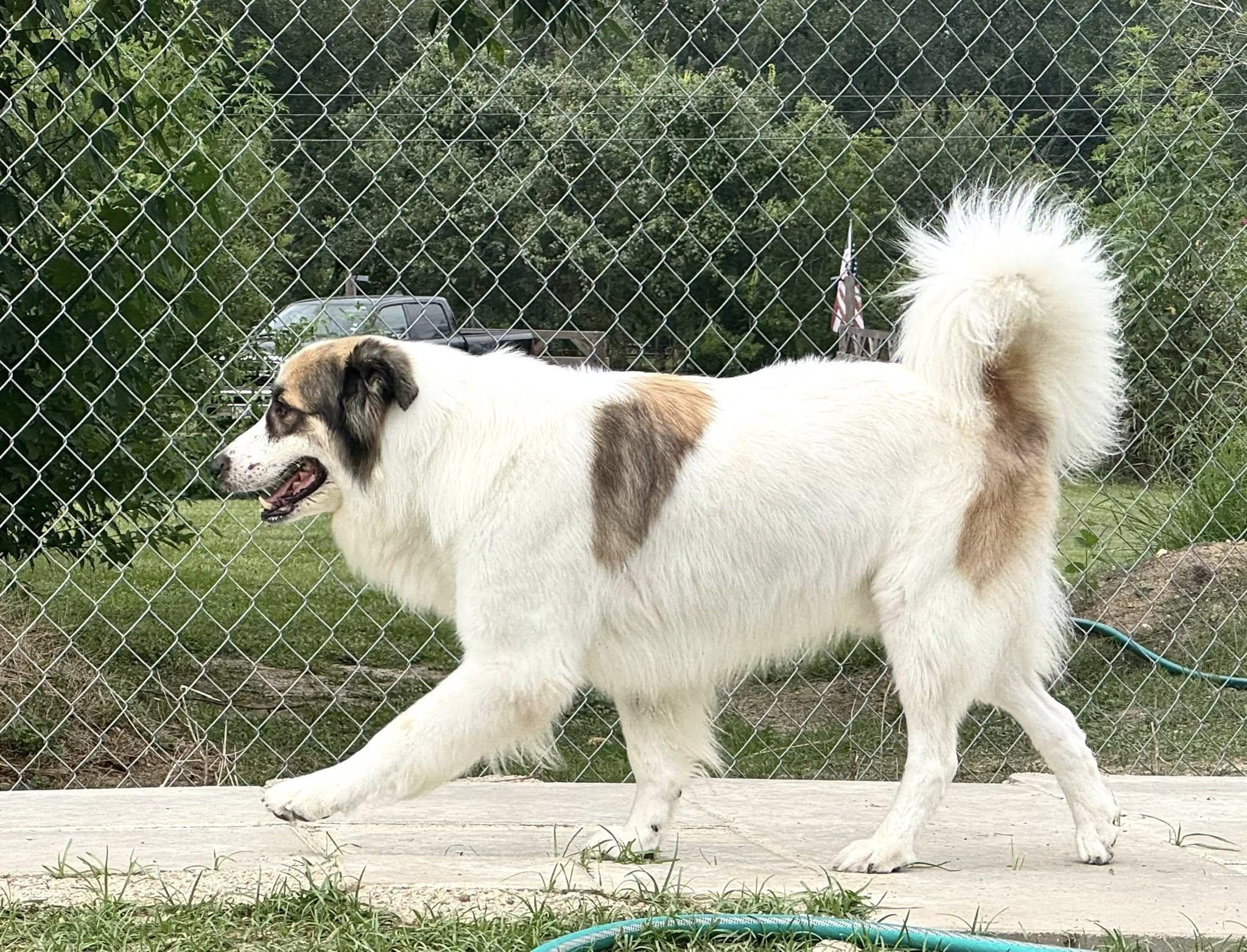 BANDIT- SWEENY, TX, adoptable, Adult Male Great Pyrenees & Collie.