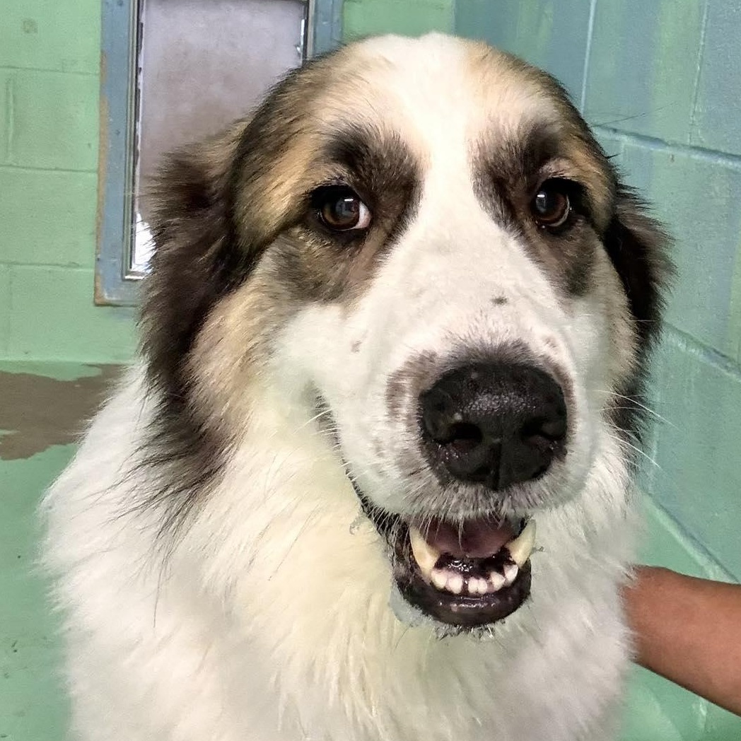 Enlarge BANDIT- SWEENY, TX, an adoptable mixed breed in Alvin, TX image 4/6