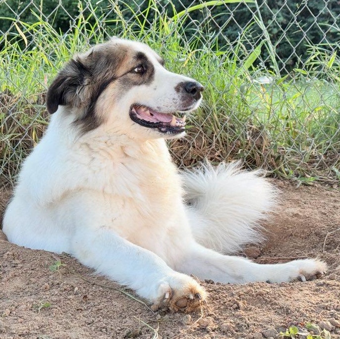 Enlarge BANDIT- SWEENY, TX, an adoptable mixed breed in Alvin, TX image 2/6