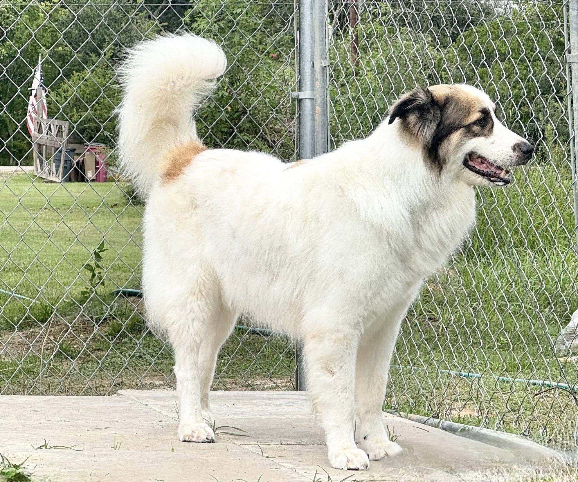 Enlarge BANDIT- SWEENY, TX, an adoptable mixed breed in Alvin, TX image 5/6