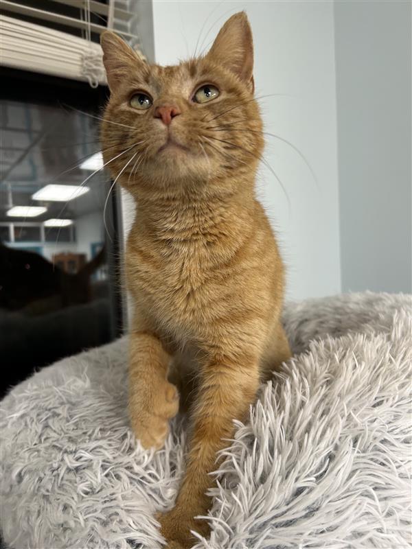 Purrkins - CHOW HOUND