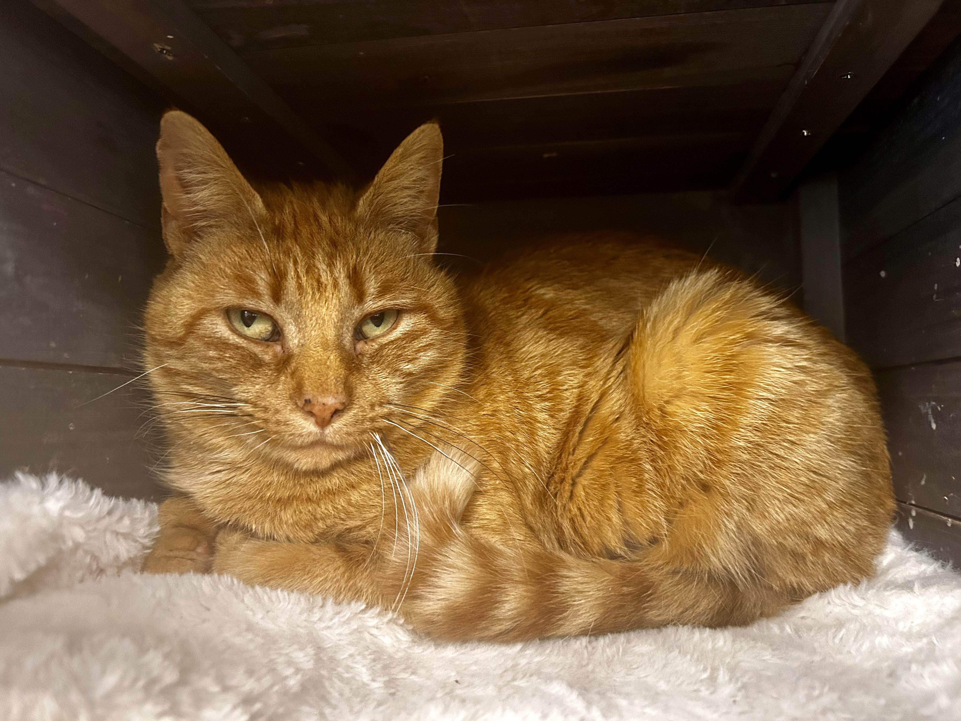 Enlarge Purrkins, a Adoptable Tabby in Grand Rapids, MI image 5/6