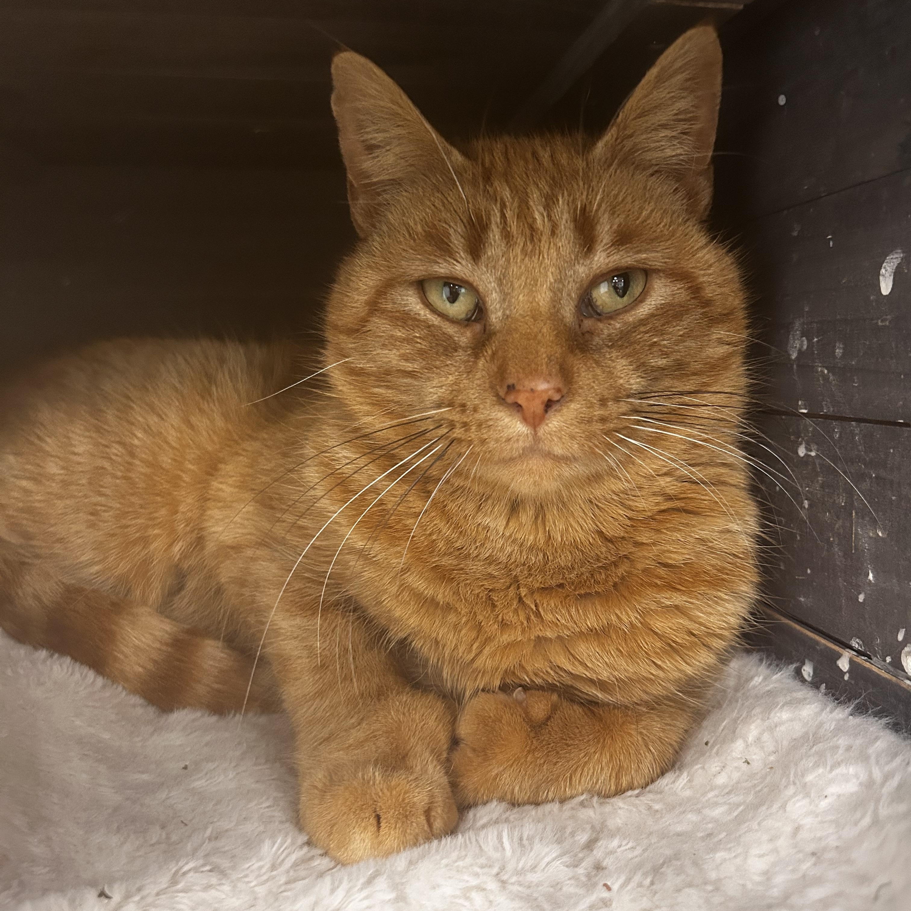 Enlarge Purrkins, a Adoptable Tabby in Grand Rapids, MI image 2/6