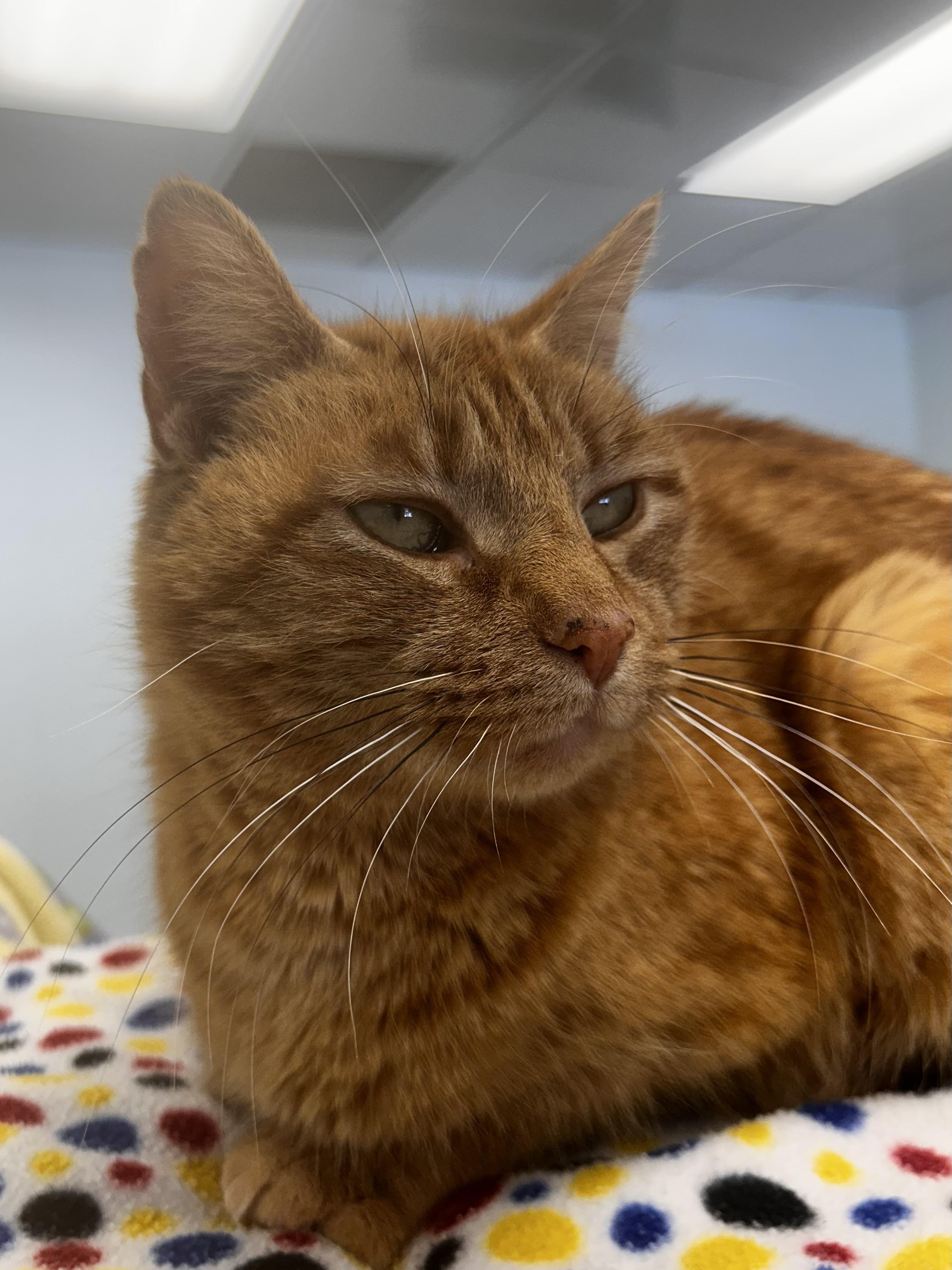 Enlarge Purrkins, a Adoptable Tabby in Grand Rapids, MI image 6/6