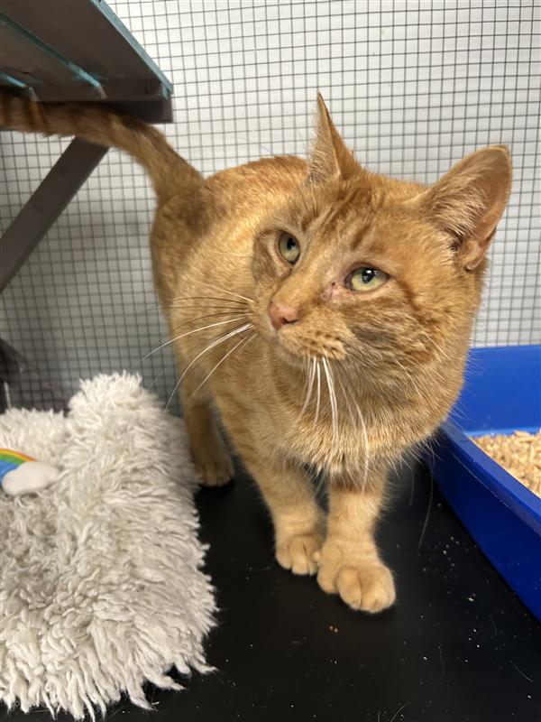 Enlarge Purrkins, a Adoptable Tabby in Grand Rapids, MI image 3/6