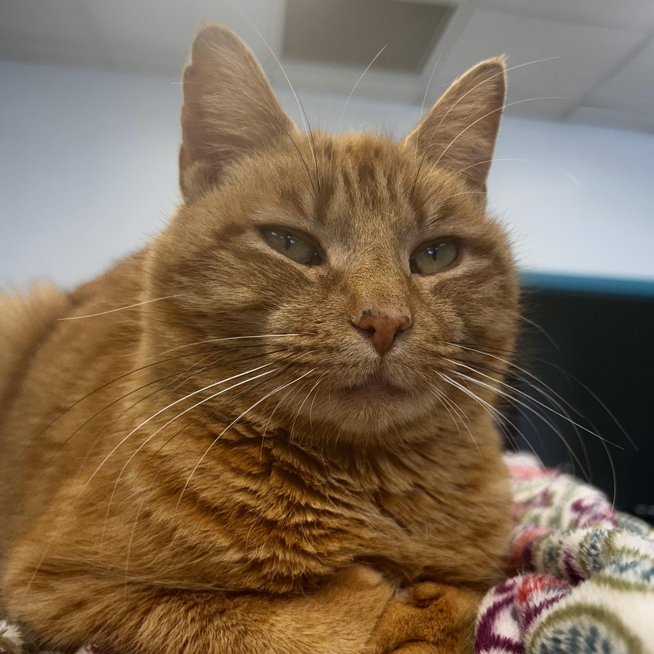 Enlarge Purrkins, a Adoptable Tabby in Grand Rapids, MI image 1/6