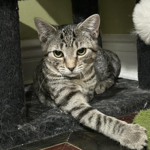 Gail, a ADOPTABLE Domestic Short Hair in East Brunswick, NJ image 2/5