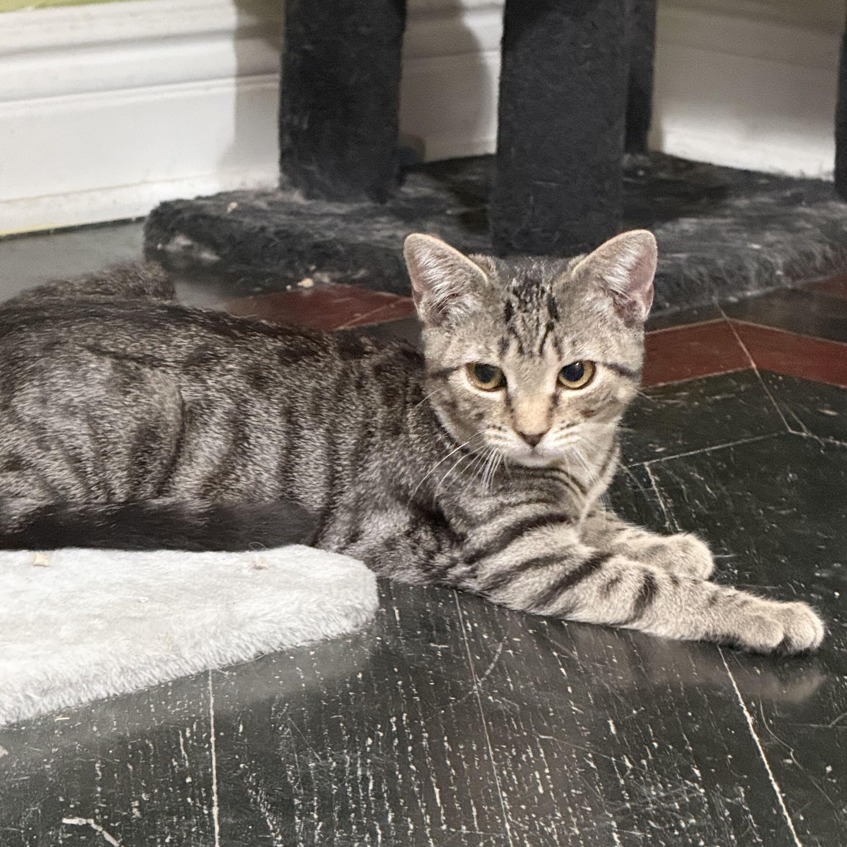 Gail, a ADOPTABLE Domestic Short Hair in East Brunswick, NJ image 3/5