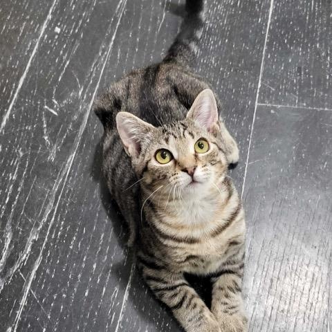 Gail, a ADOPTABLE Domestic Short Hair in East Brunswick, NJ image 4/5