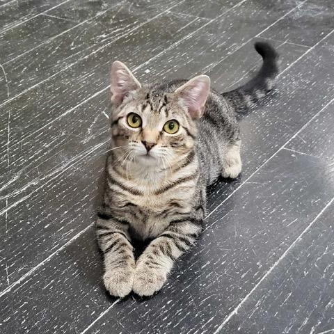 Gail, ADOPTABLE, Kitten Female Domestic Short Hair.