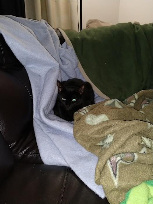Leia - Courtesy Listing, Adoptable, Adult Female Domestic Short Hair.