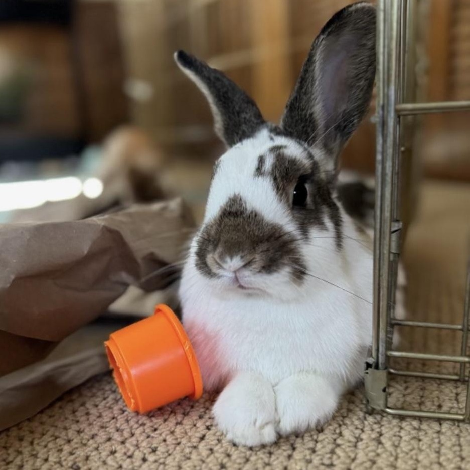 Fiona, Adoptable, Adult Female Bunny Rabbit.