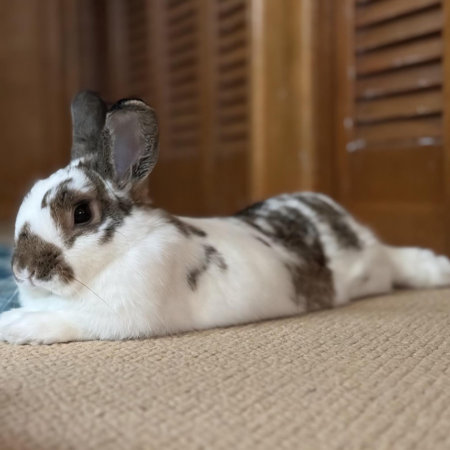 Fiona, a Adoptable mixed breed in Edina, MN image 2/5