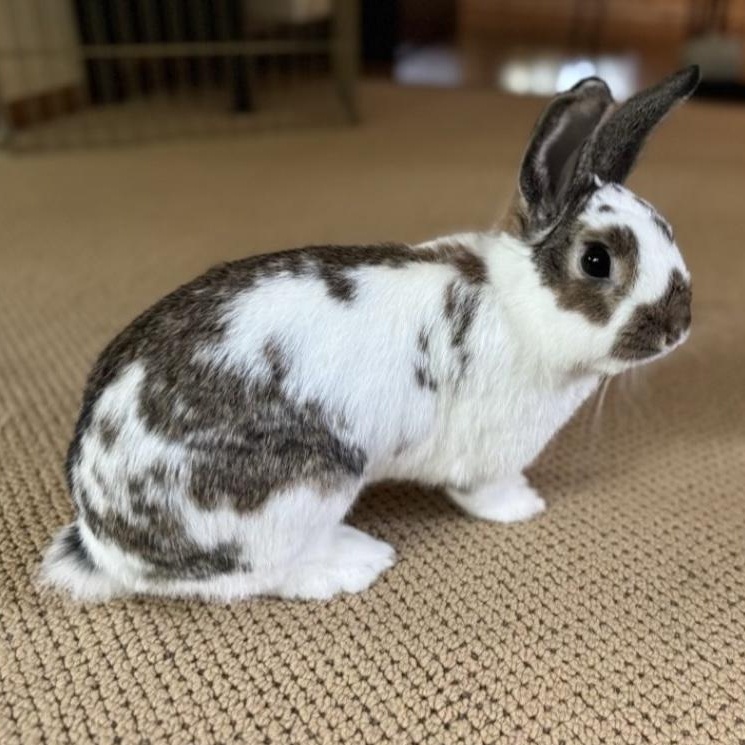 Fiona, a Adoptable mixed breed in Edina, MN image 3/5