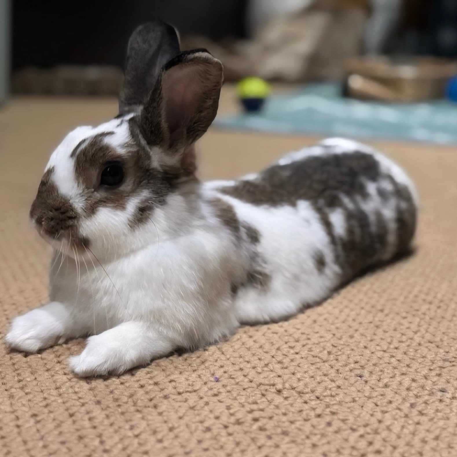 Fiona, a Adoptable mixed breed in Edina, MN image 4/5