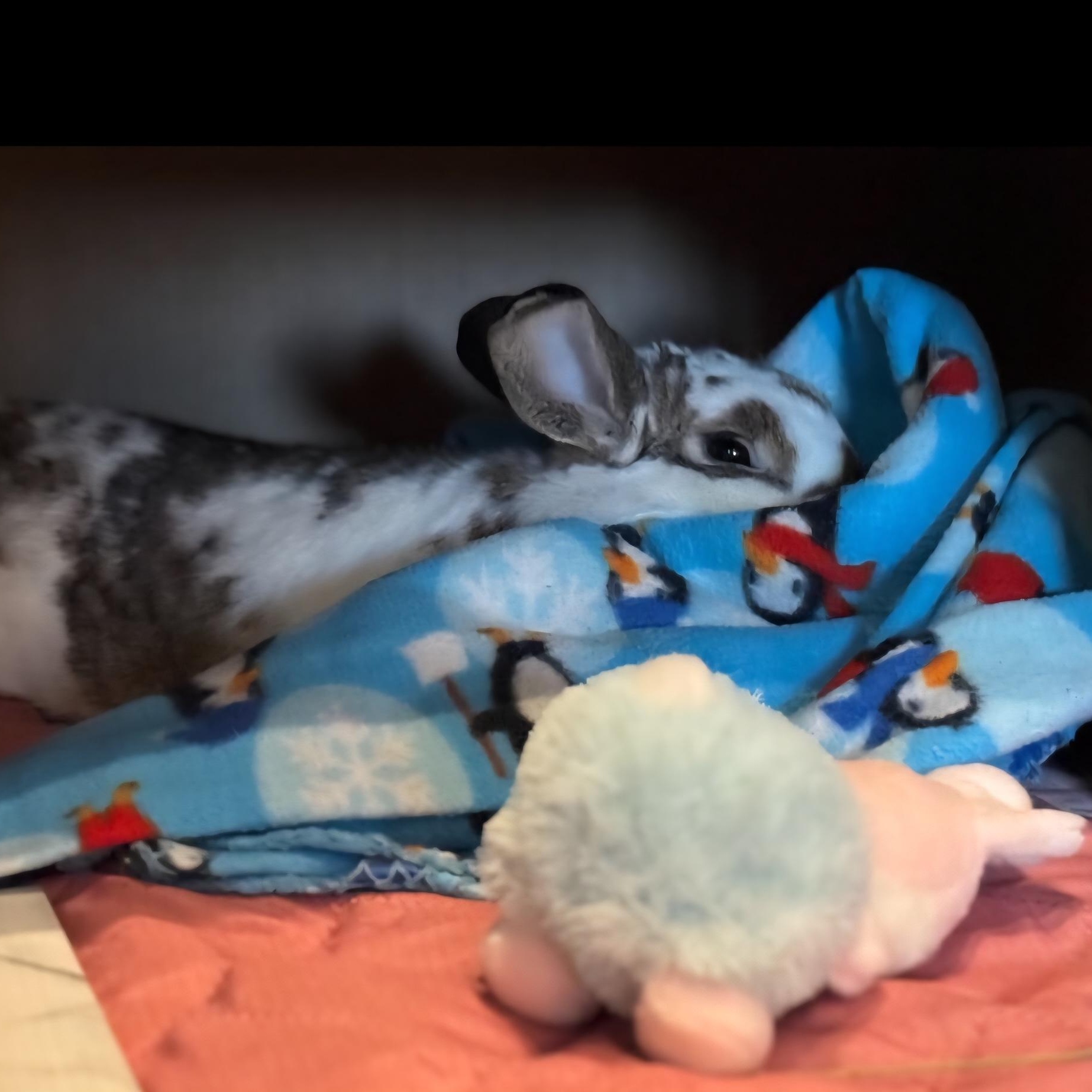 Fiona, a Adoptable mixed breed in Edina, MN image 5/5