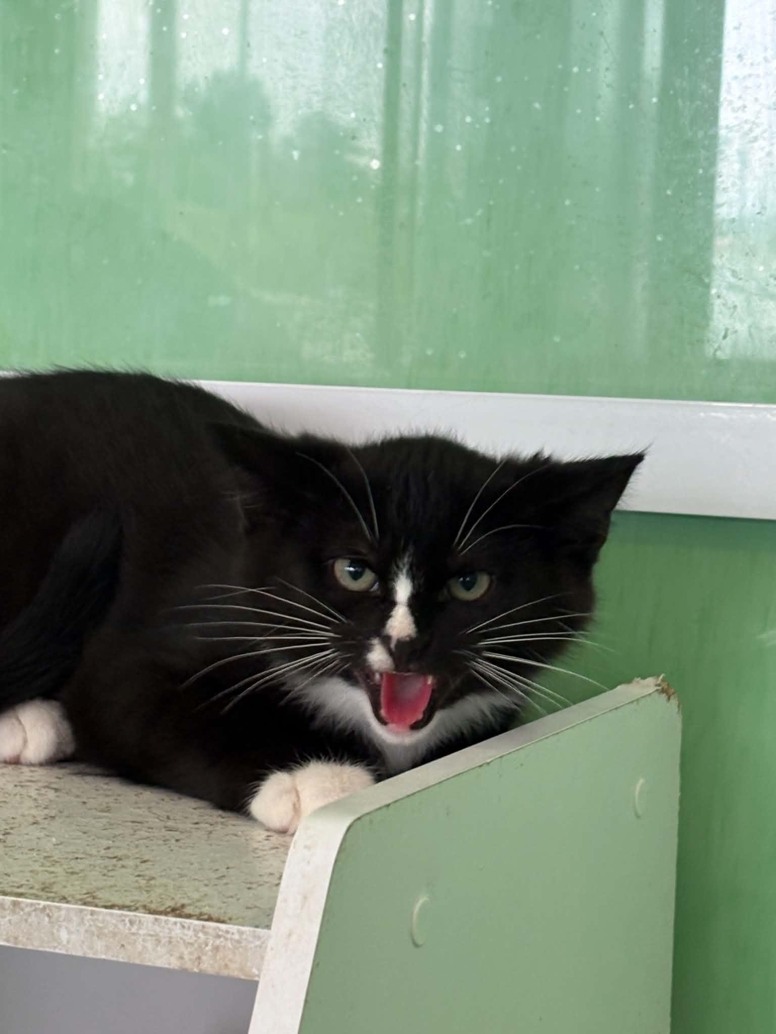 Sylvester, ADOPTABLE, Young Male American Shorthair.